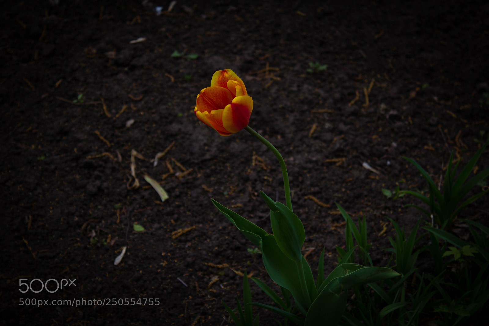 Canon EOS 60D sample photo. Цветок photography
