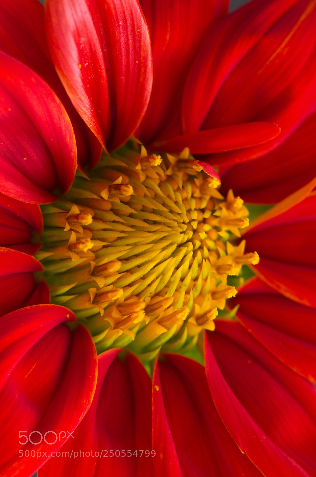 Nikon D7200 sample photo. Flower photography