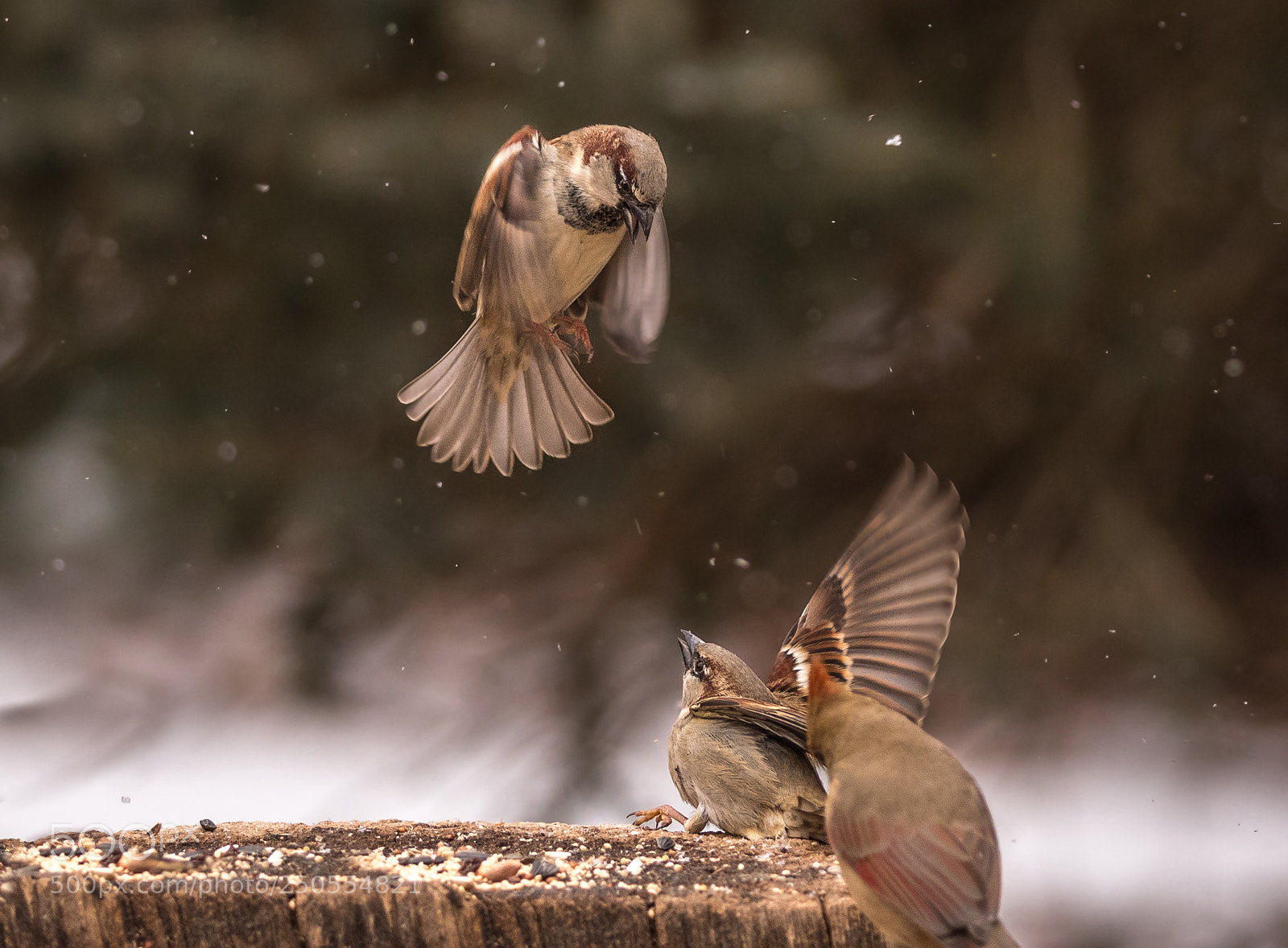 Nikon D500 sample photo. The disagreement photography