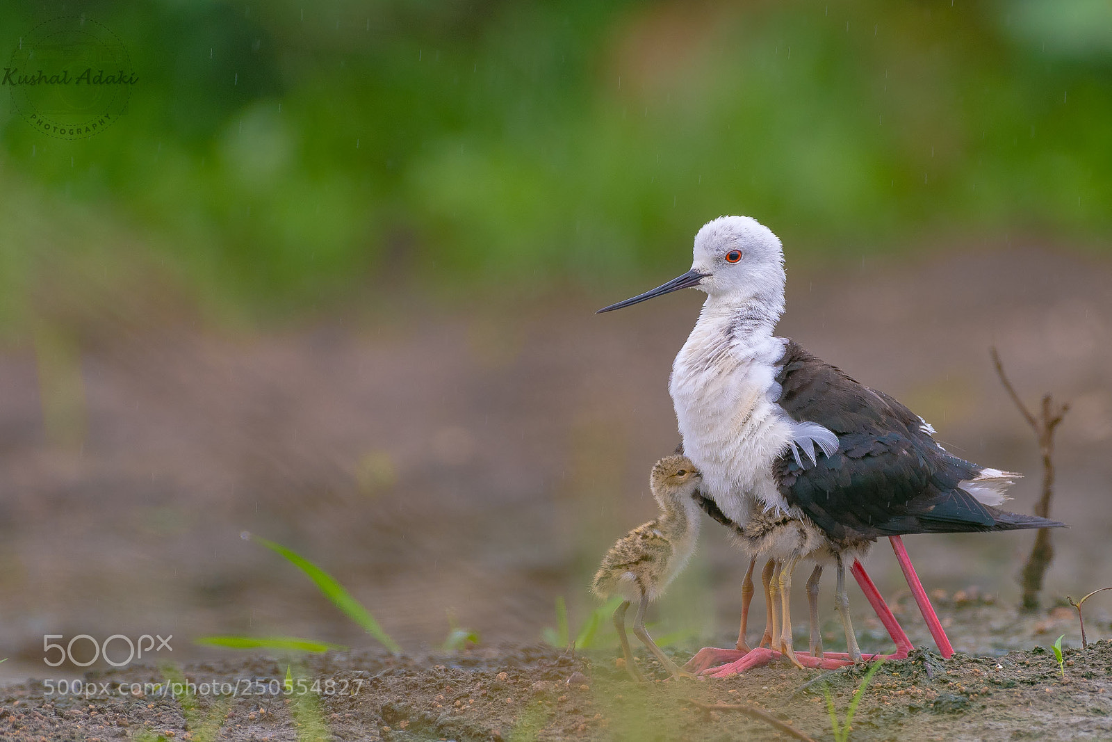 Nikon D500 sample photo. Black winged stilt with photography