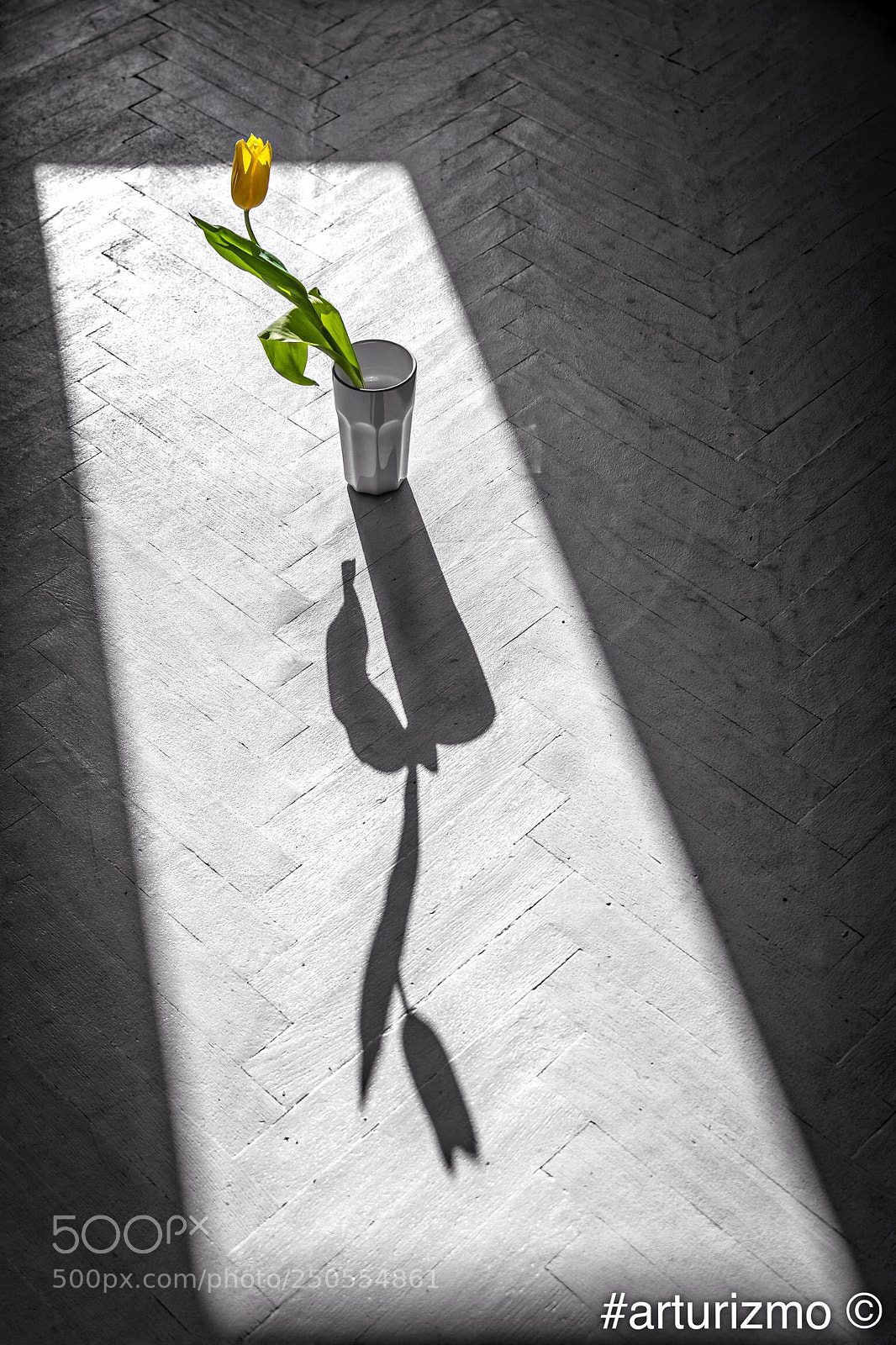 Nikon D7200 sample photo. Tulip and shadow photography