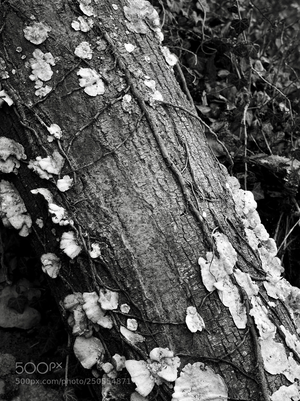 Olympus OM-D E-M10 II sample photo. Fallen tree photography