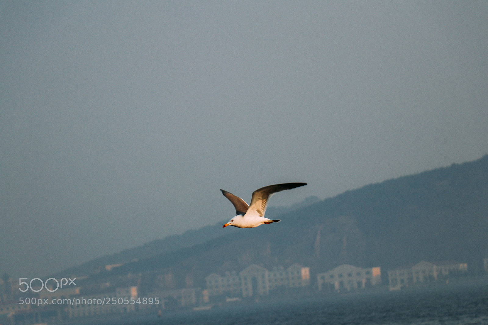 Canon EOS 80D sample photo. Fly photography