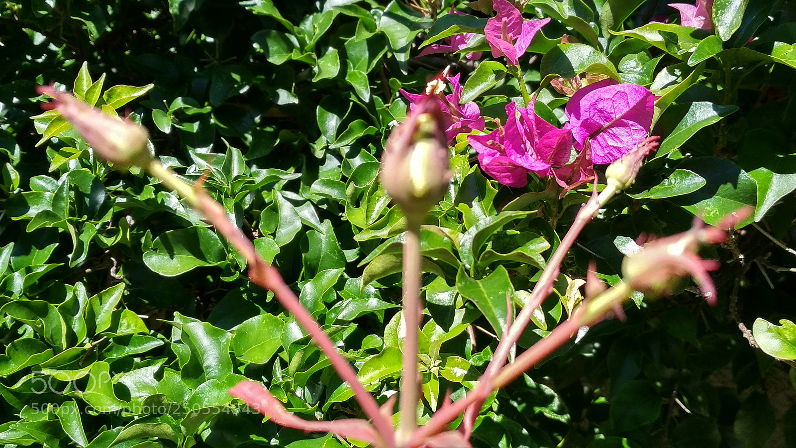 Xiaomi Redmi 4X sample photo. Untitled photography