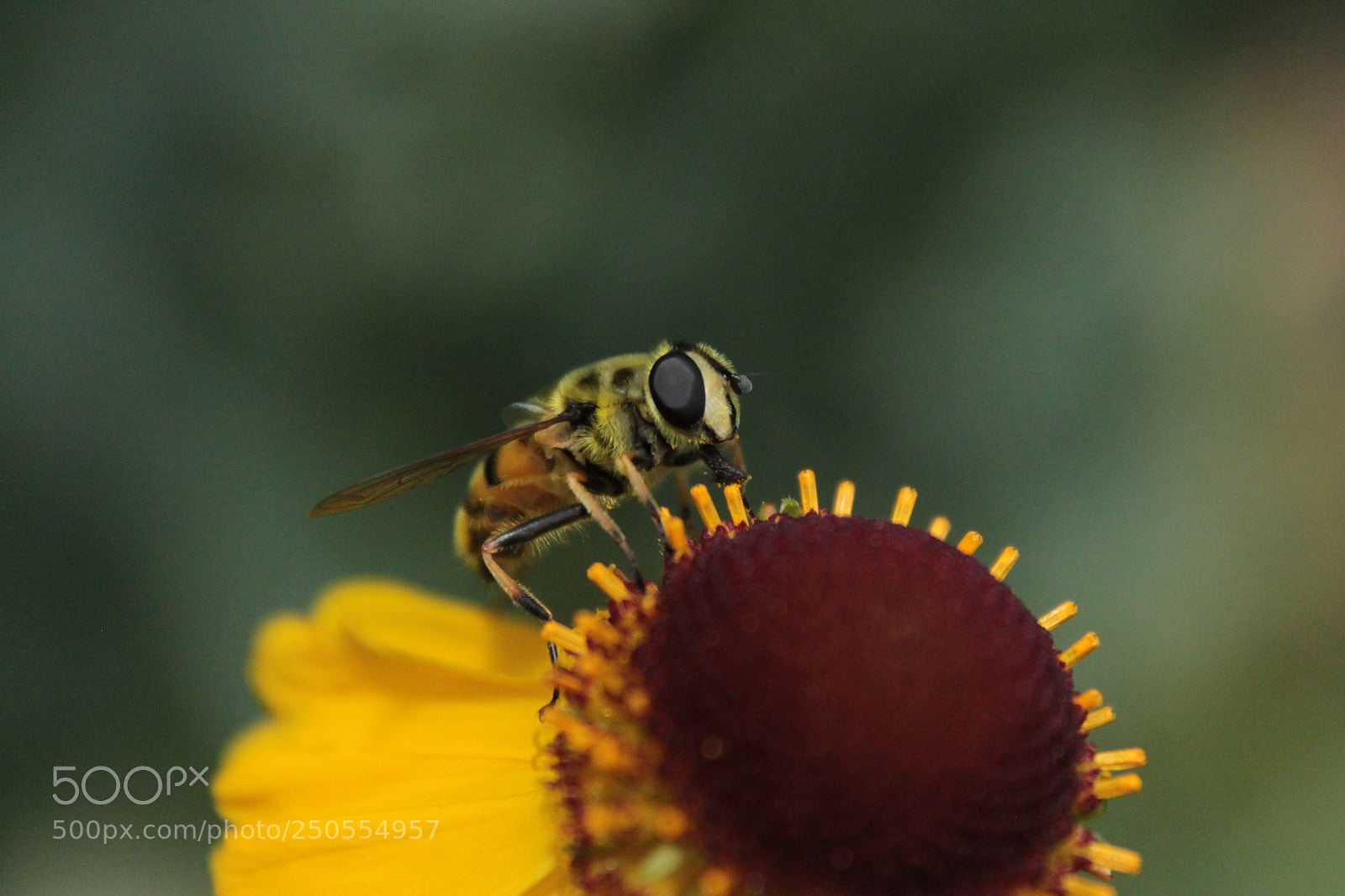 Canon EF-S 18-55mm F3.5-5.6 IS sample photo. Img photography