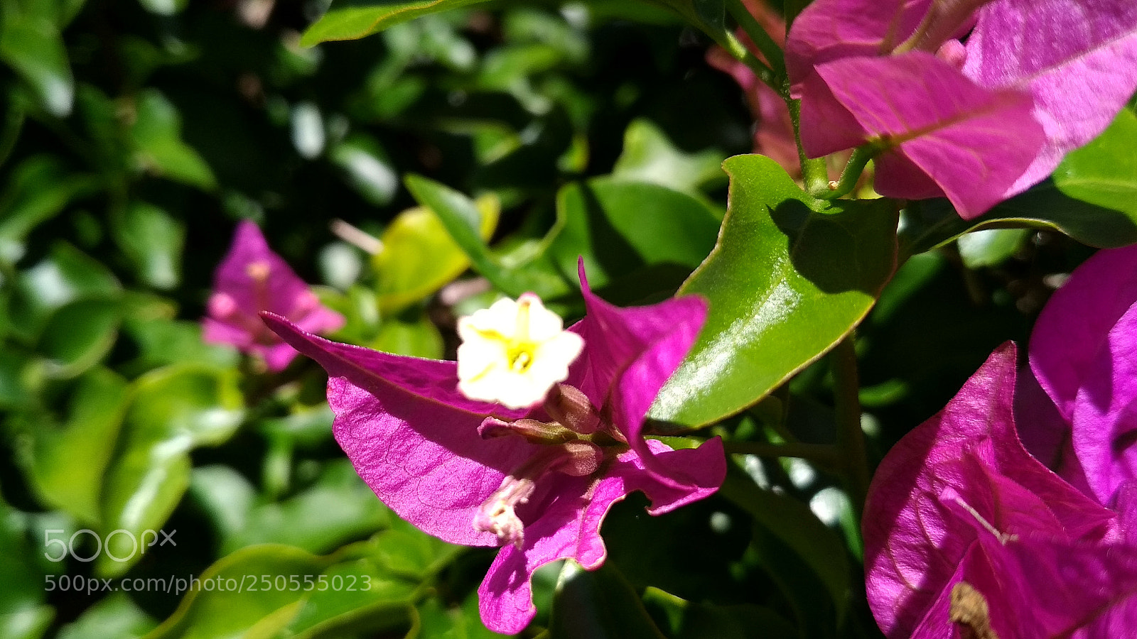 Xiaomi Redmi 4X sample photo. Untitled photography