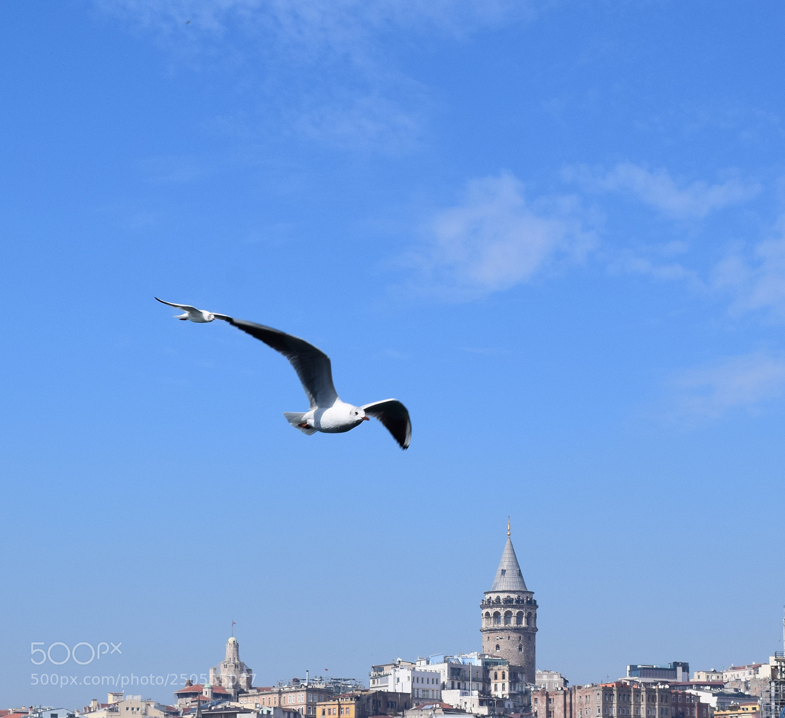 Nikon D3300 sample photo. Freedom photography
