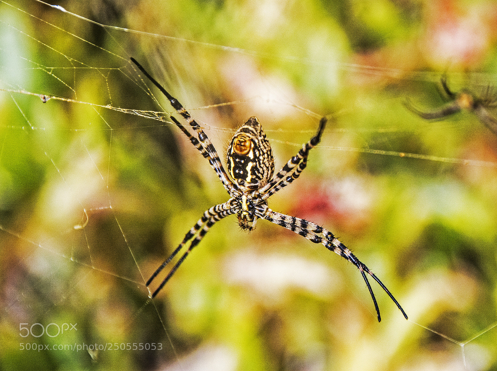 Nikon D7100 sample photo. Spider. photography