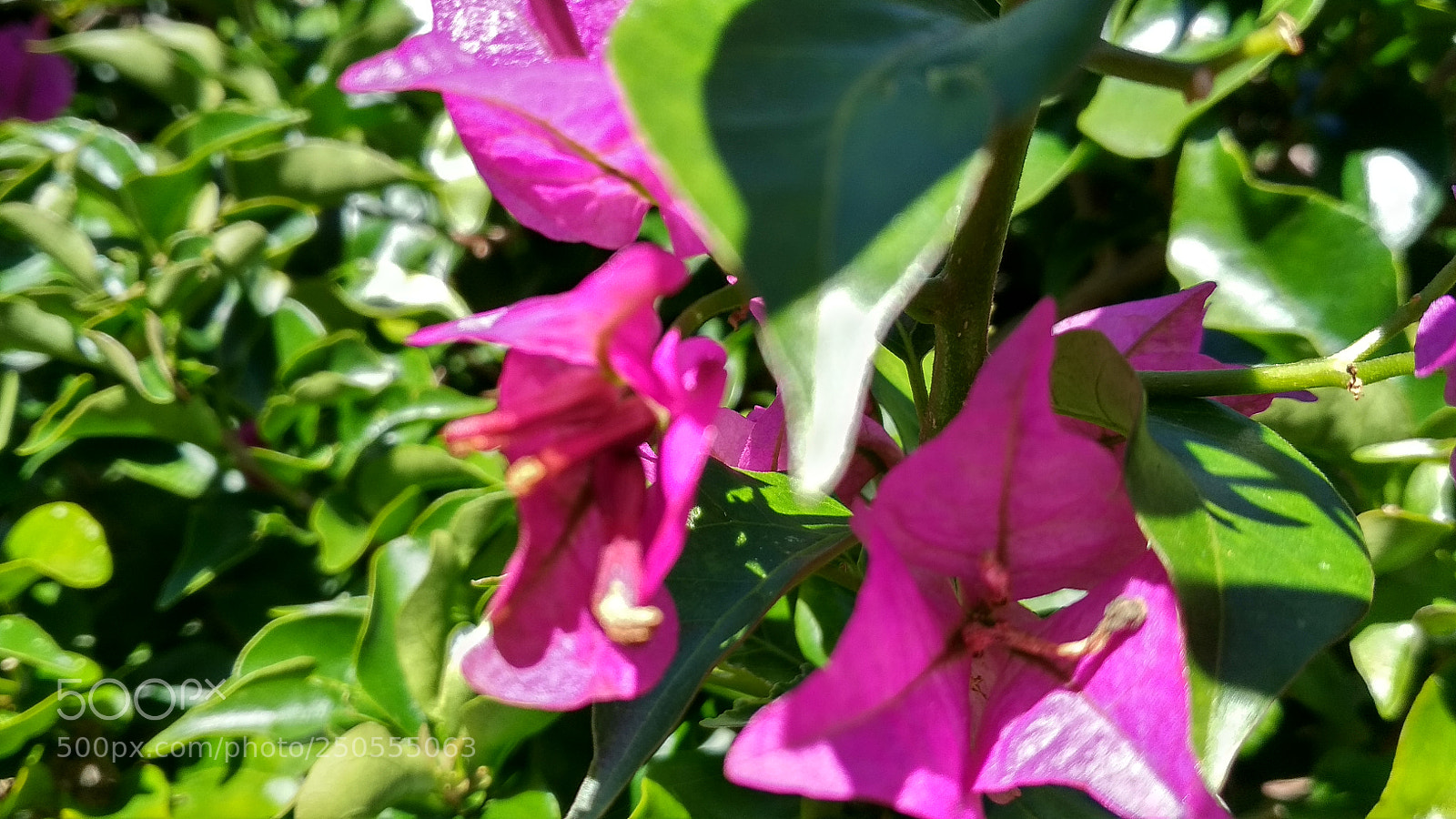 Xiaomi Redmi 4X sample photo. Untitled photography