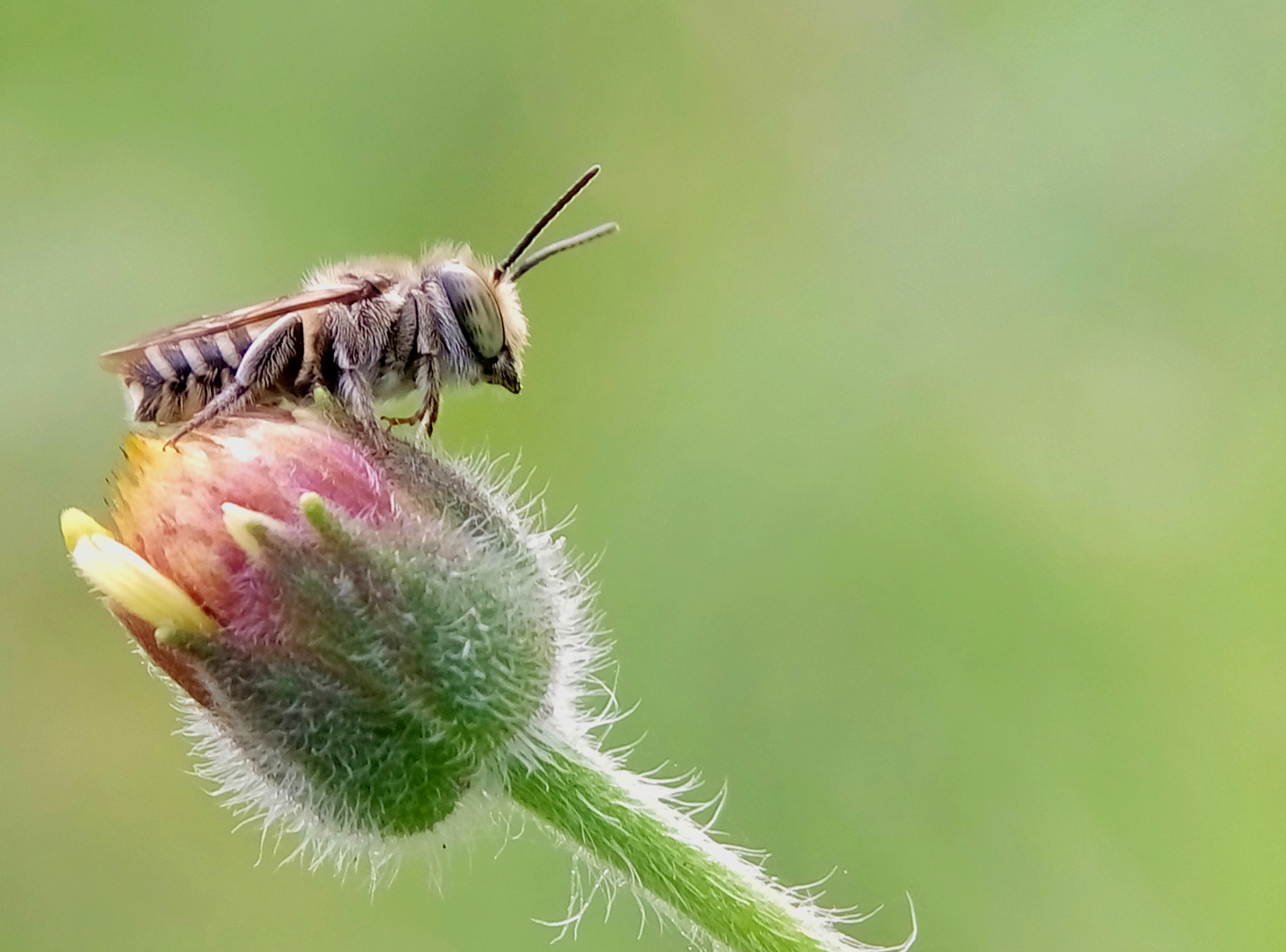 Meizu m2 sample photo. Leaf cutter bee photography