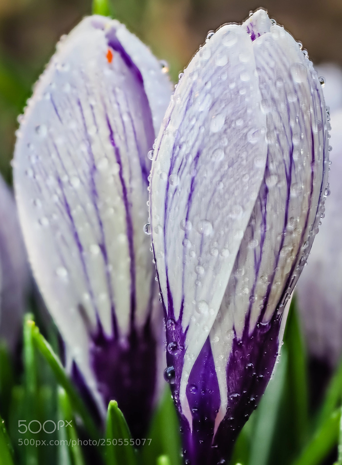 Olympus OM-D E-M1 Mark II sample photo. After rain photography