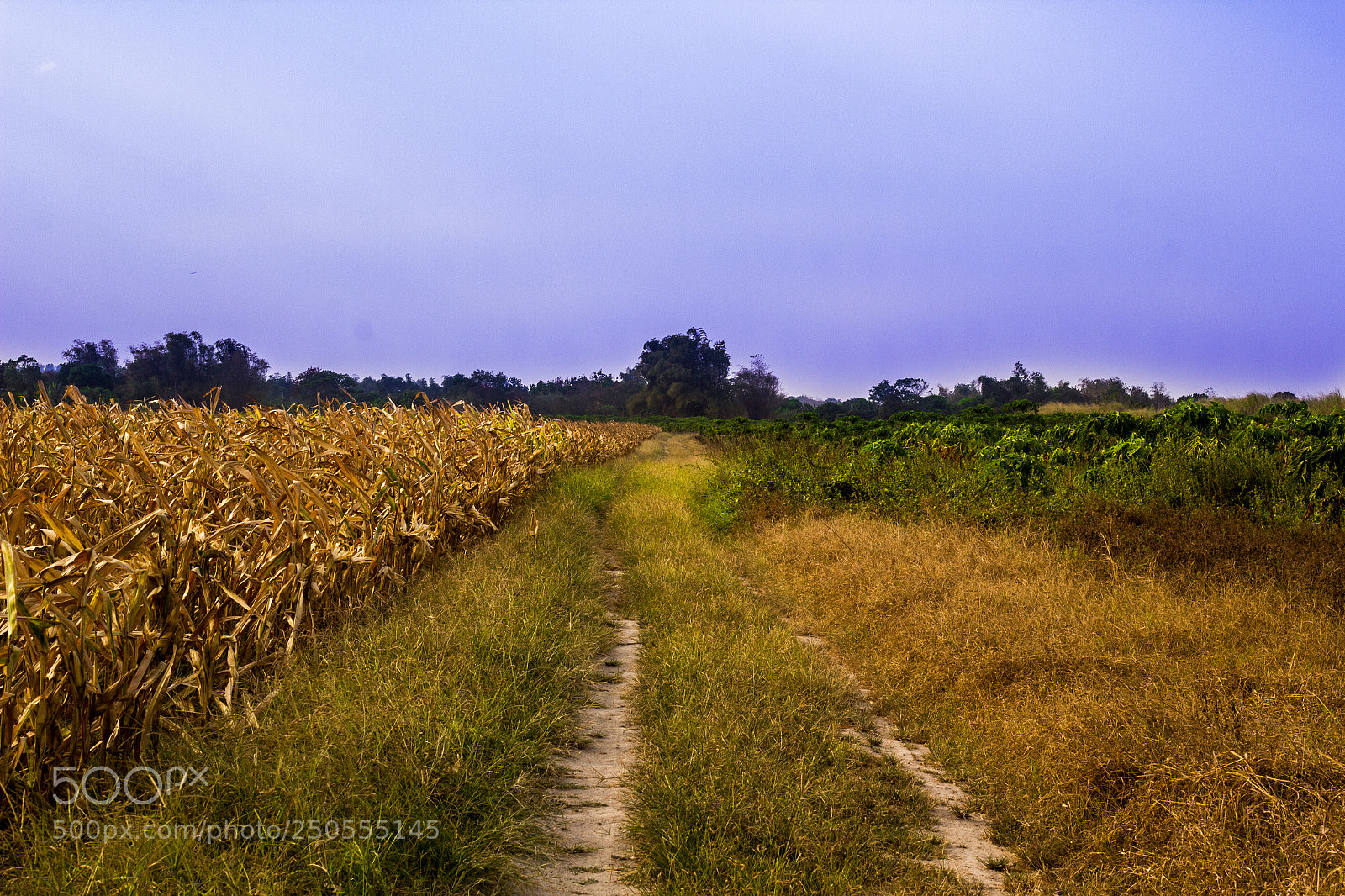 Canon EOS 60D sample photo. Nature at dawn photography