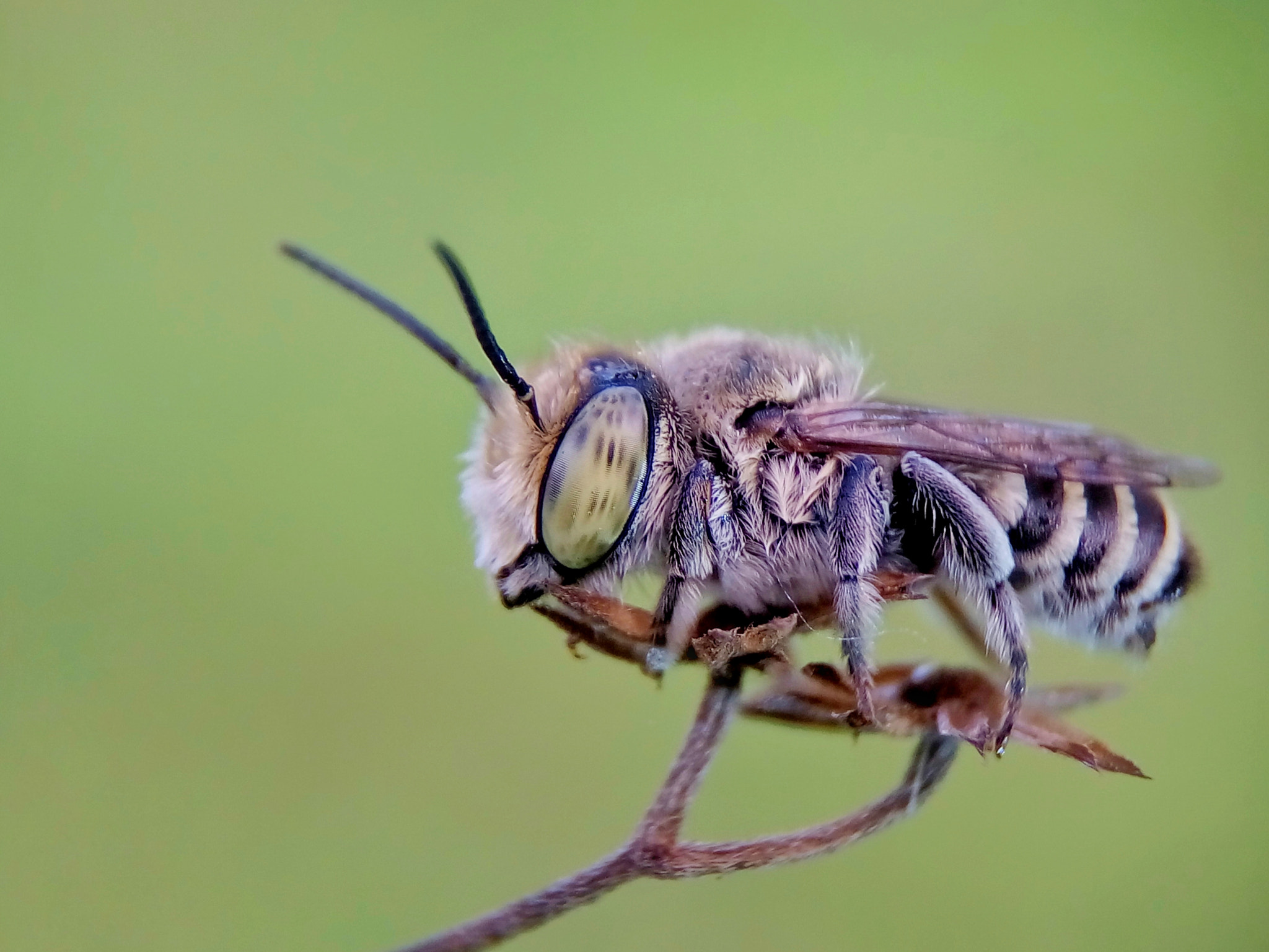 Meizu m2 sample photo. Leaf cutter bee photography
