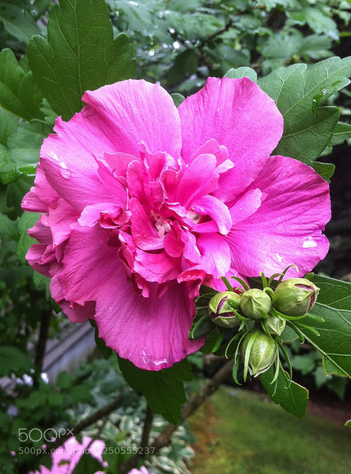 Apple iPhone 4 sample photo. Untitled photography