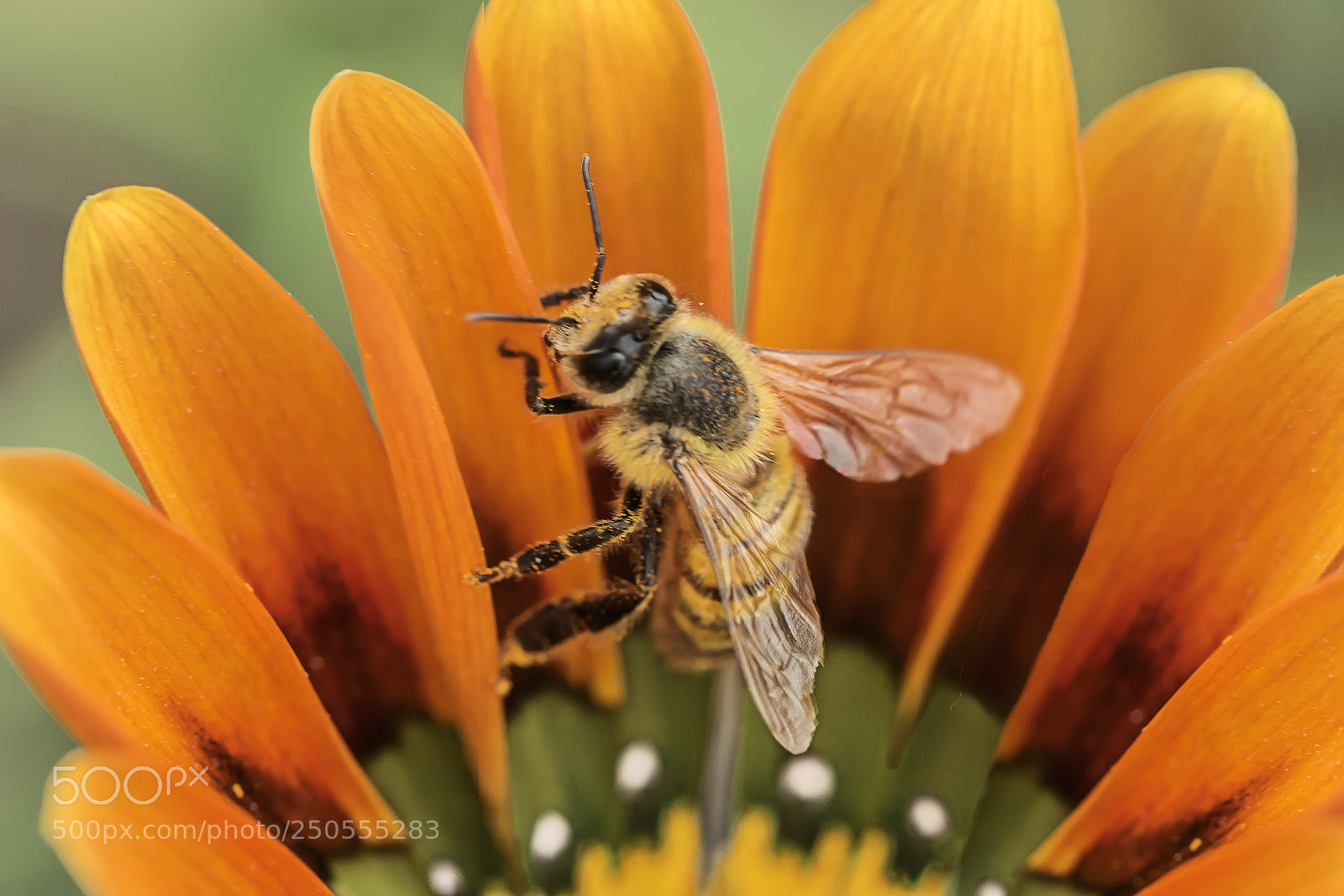 Canon EOS 700D (EOS Rebel T5i / EOS Kiss X7i) sample photo. Abeja en su eden photography