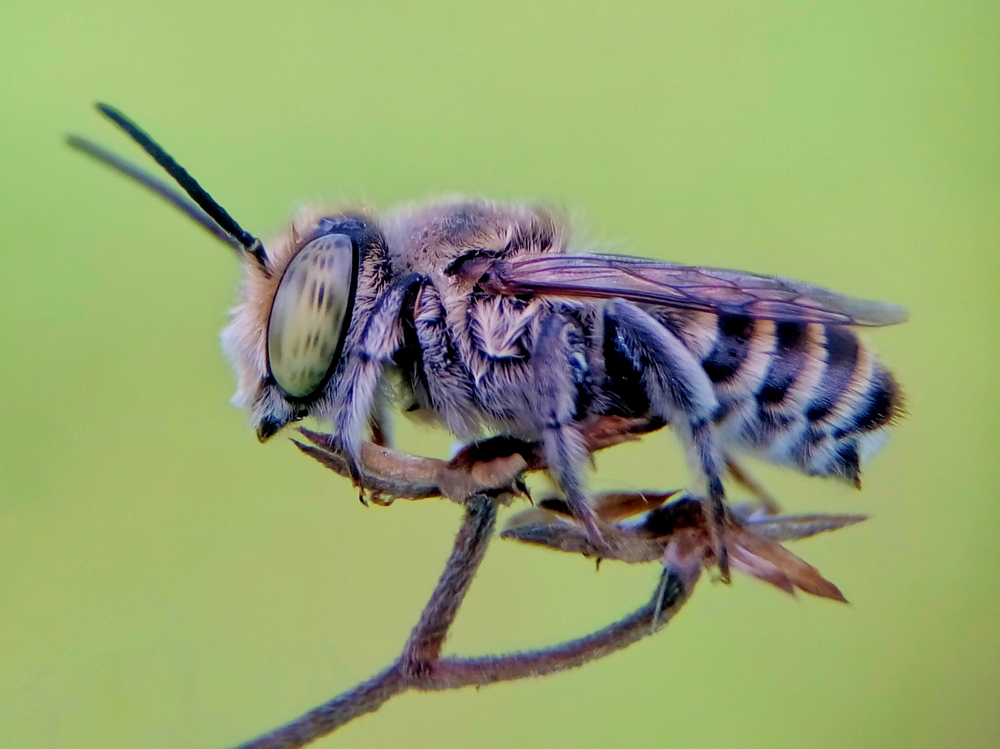 Meizu m2 sample photo. Leaf cutter bee photography