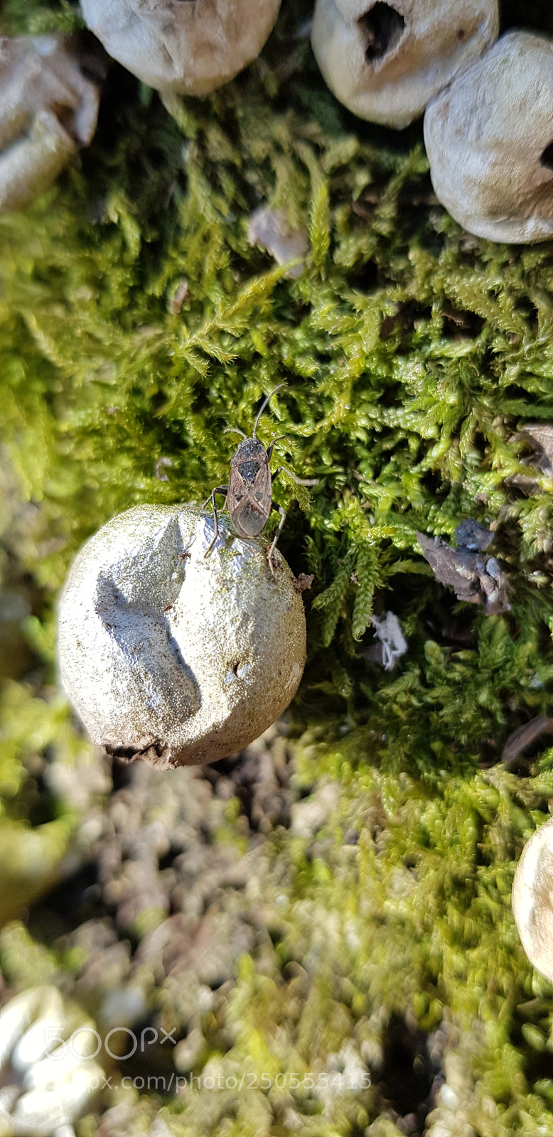 Samsung Galaxy S8 sample photo. Untitled photography
