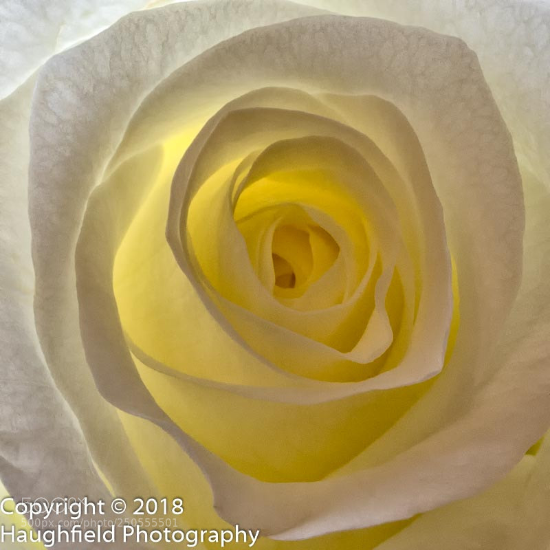 Sony a7R sample photo. White rose photography