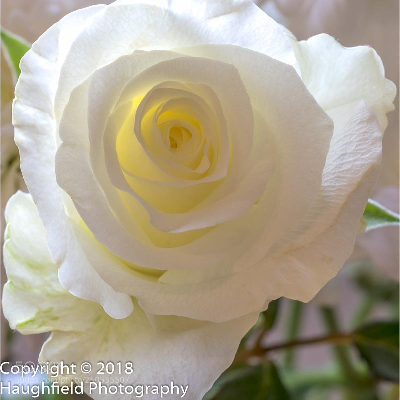 Sony a7R sample photo. Rose photography