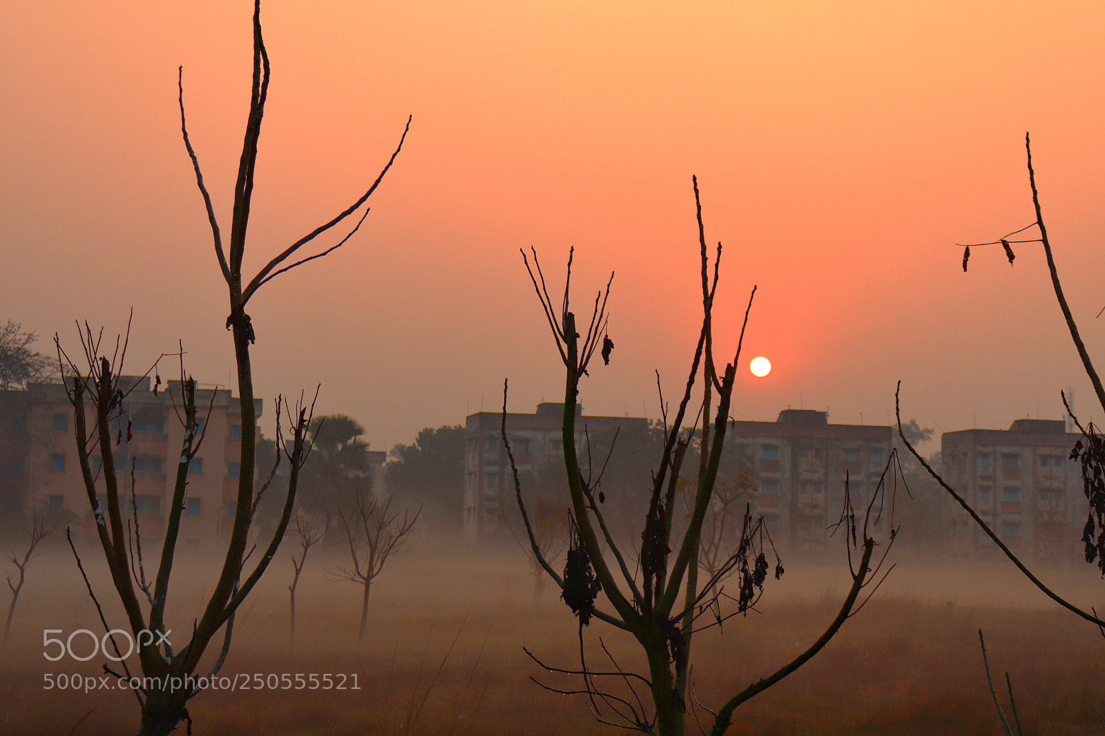 Canon EOS 200D (EOS Rebel SL2 / EOS Kiss X9) sample photo. A beautiful foggy morning photography