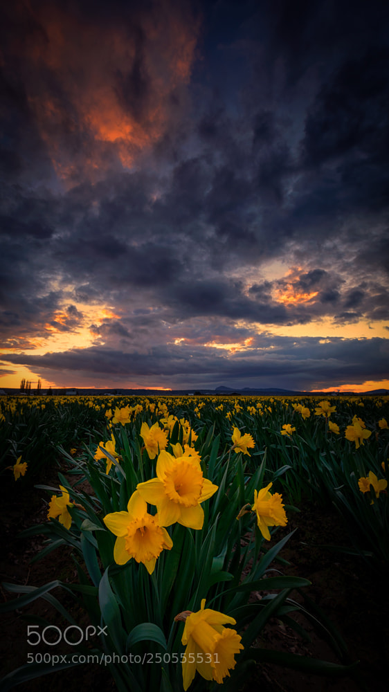 Nikon D810 sample photo. Sunset and daffodils photography