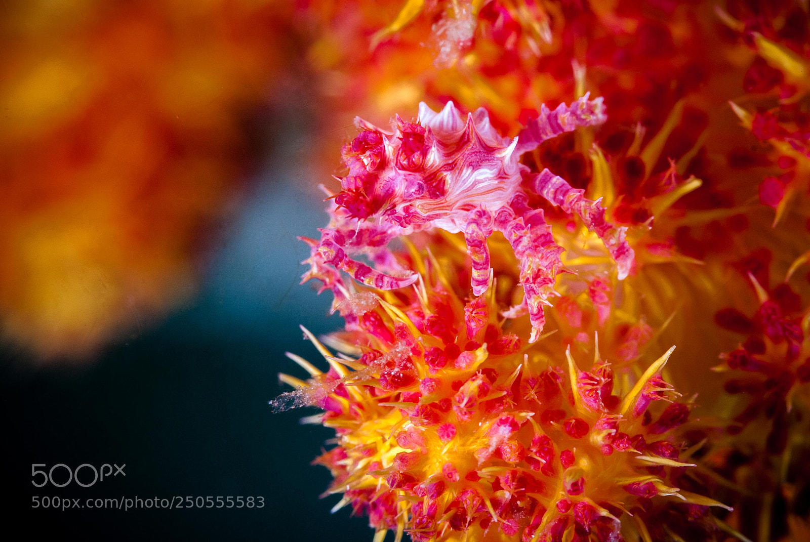 Nikon D200 sample photo. Candy crab photography