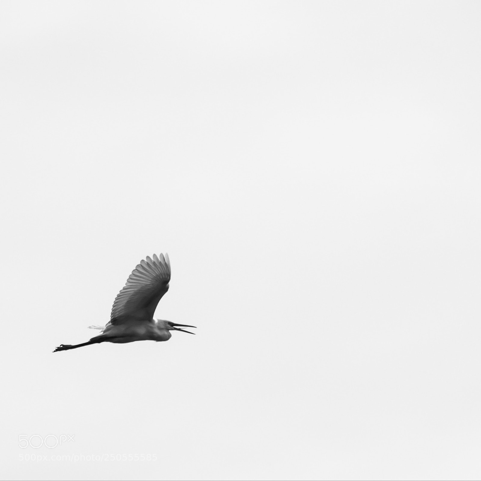Nikon D90 sample photo. Fly photography