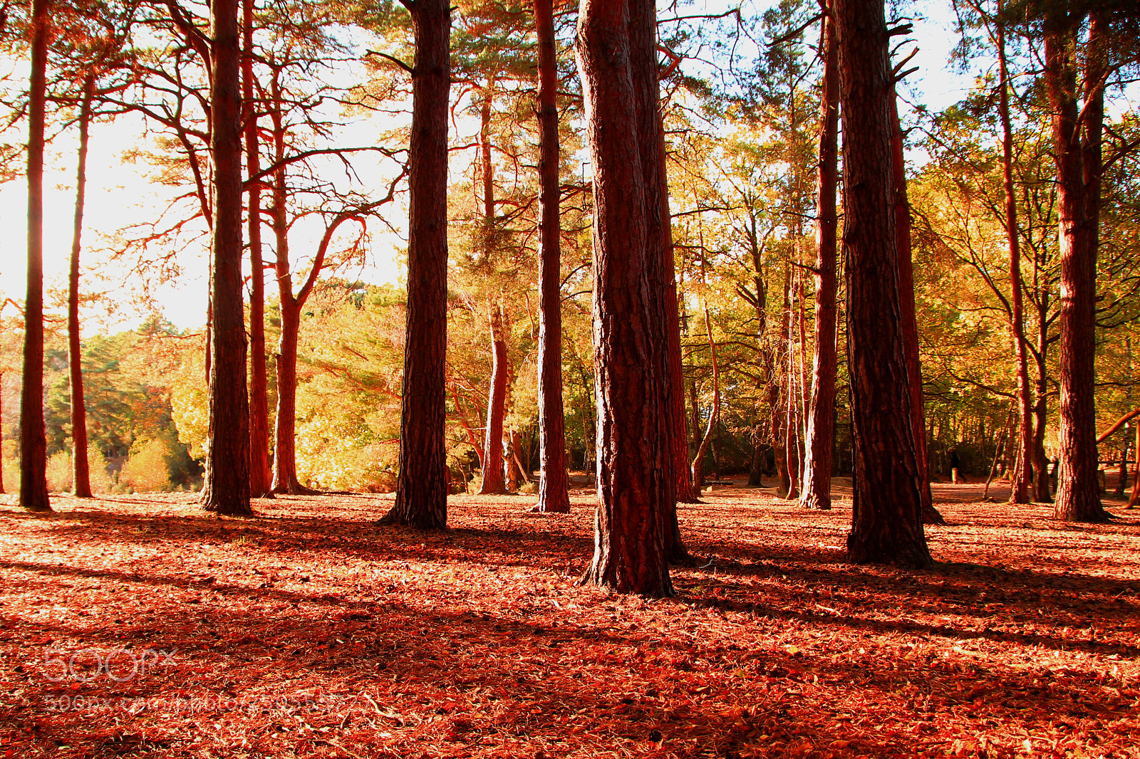 Canon EOS 550D (EOS Rebel T2i / EOS Kiss X4) sample photo. Autumn forest shadows photography