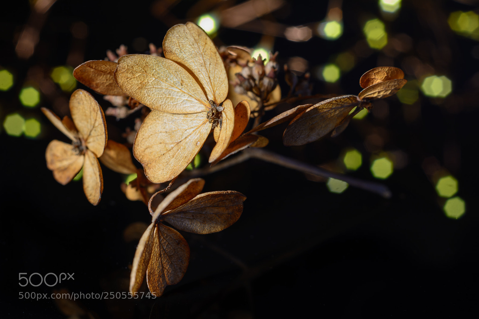 Nikon D7100 sample photo. Winter hydrangea #4 photography