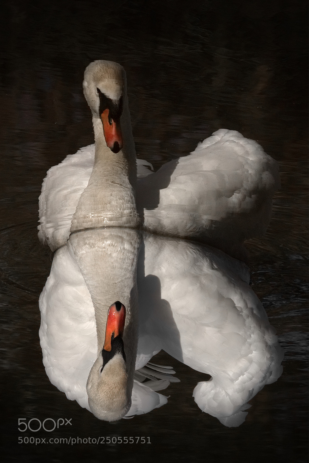 Canon EOS 70D sample photo. Cob in the mirror photography