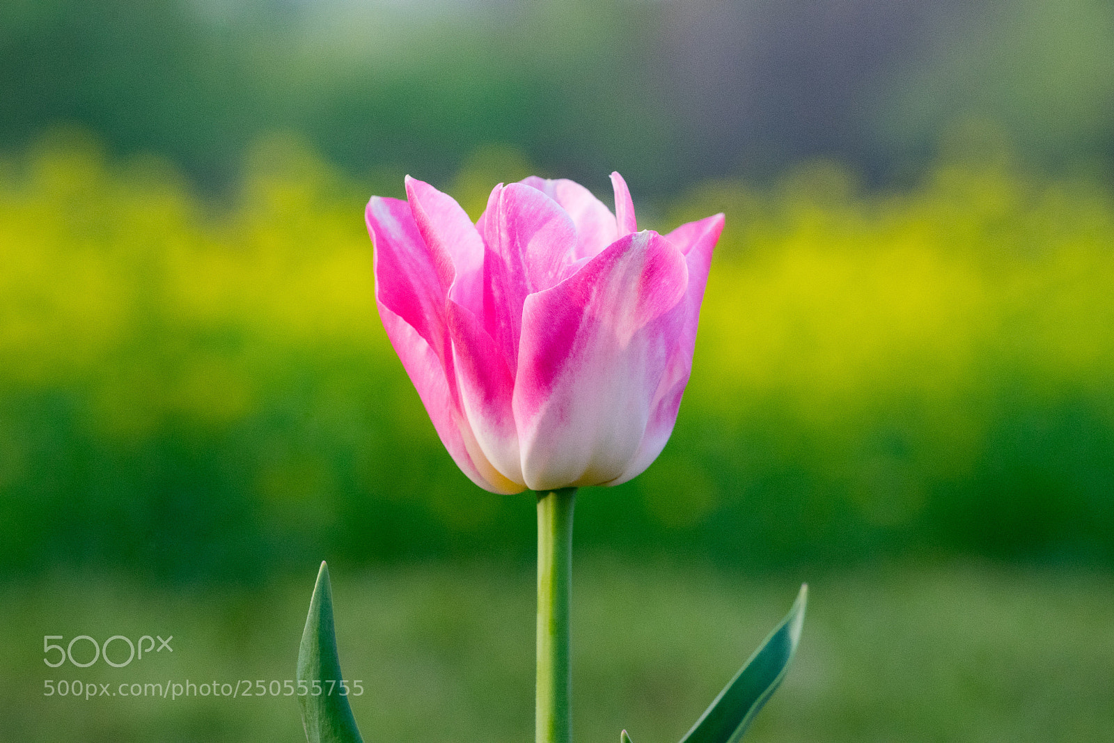 Sony a7 sample photo. Tulip #1 photography