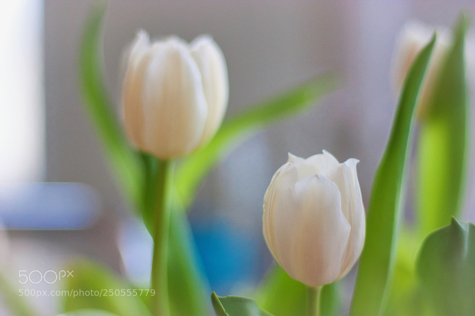Canon EOS 450D (EOS Rebel XSi / EOS Kiss X2) sample photo. White tulips photography