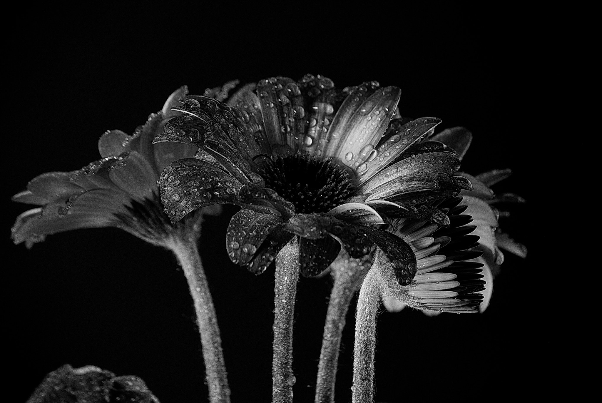 Nikon D3000 sample photo. Just flowers photography