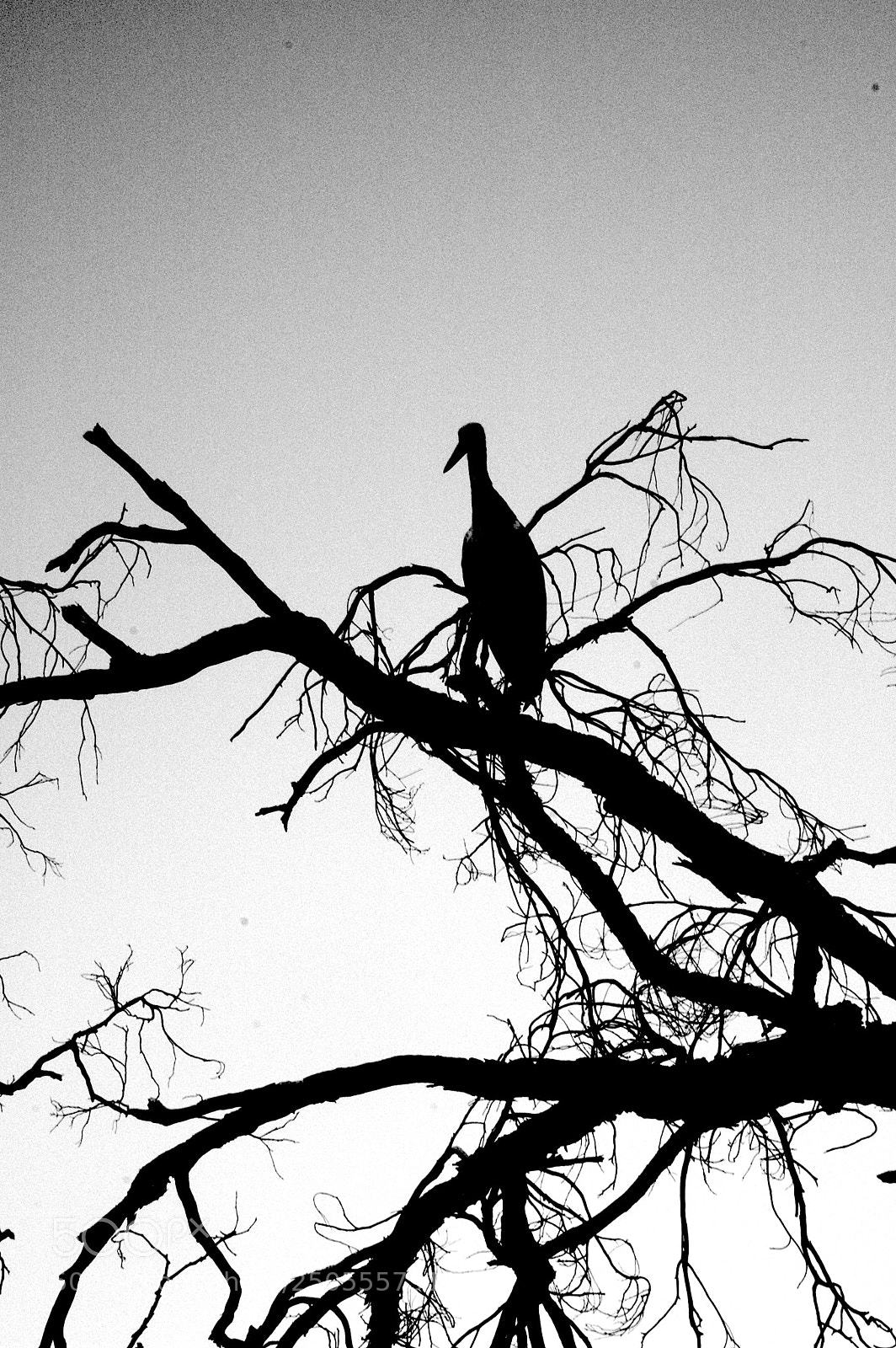 Nikon D70 sample photo. Stork photography