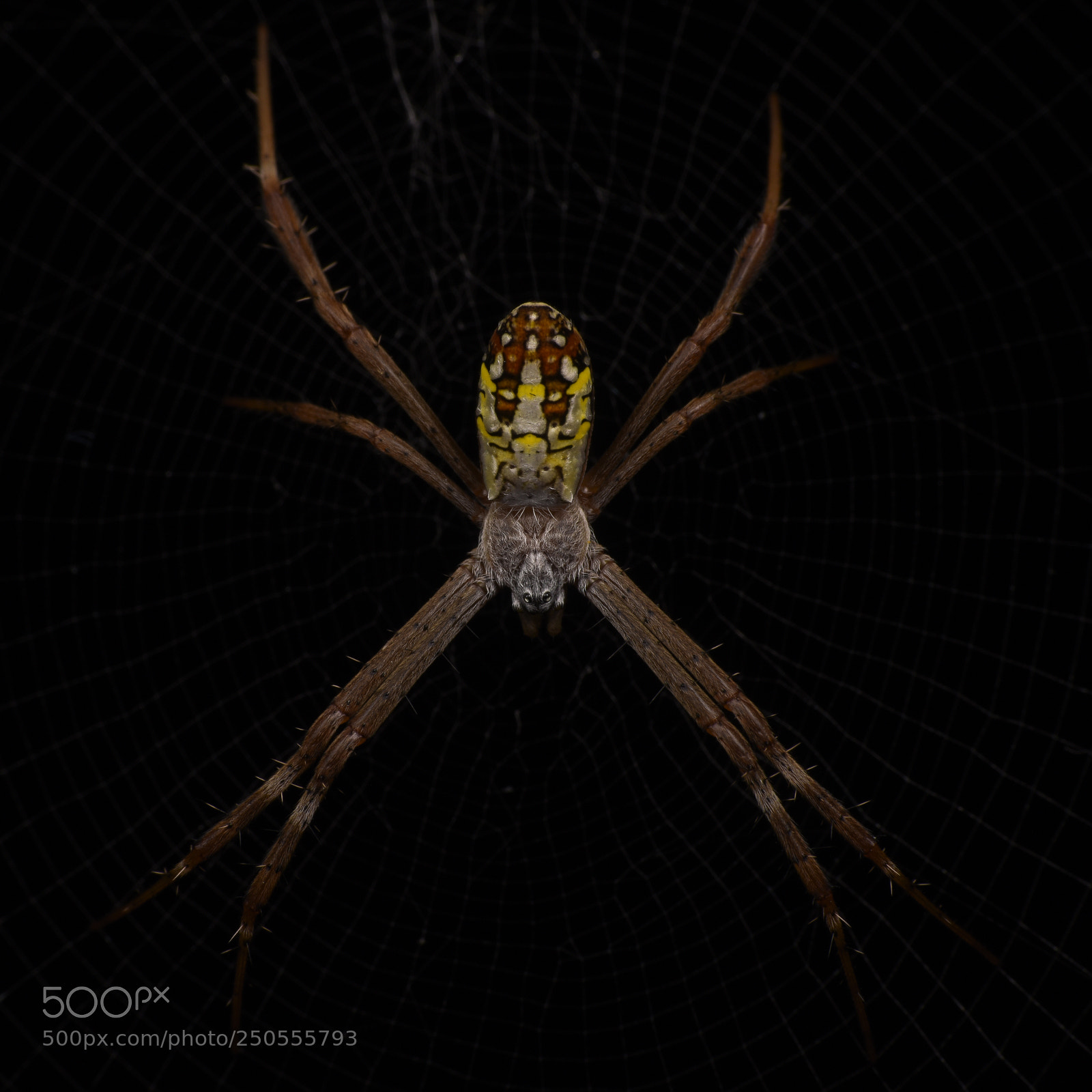 Nikon D810 sample photo. Spider photography