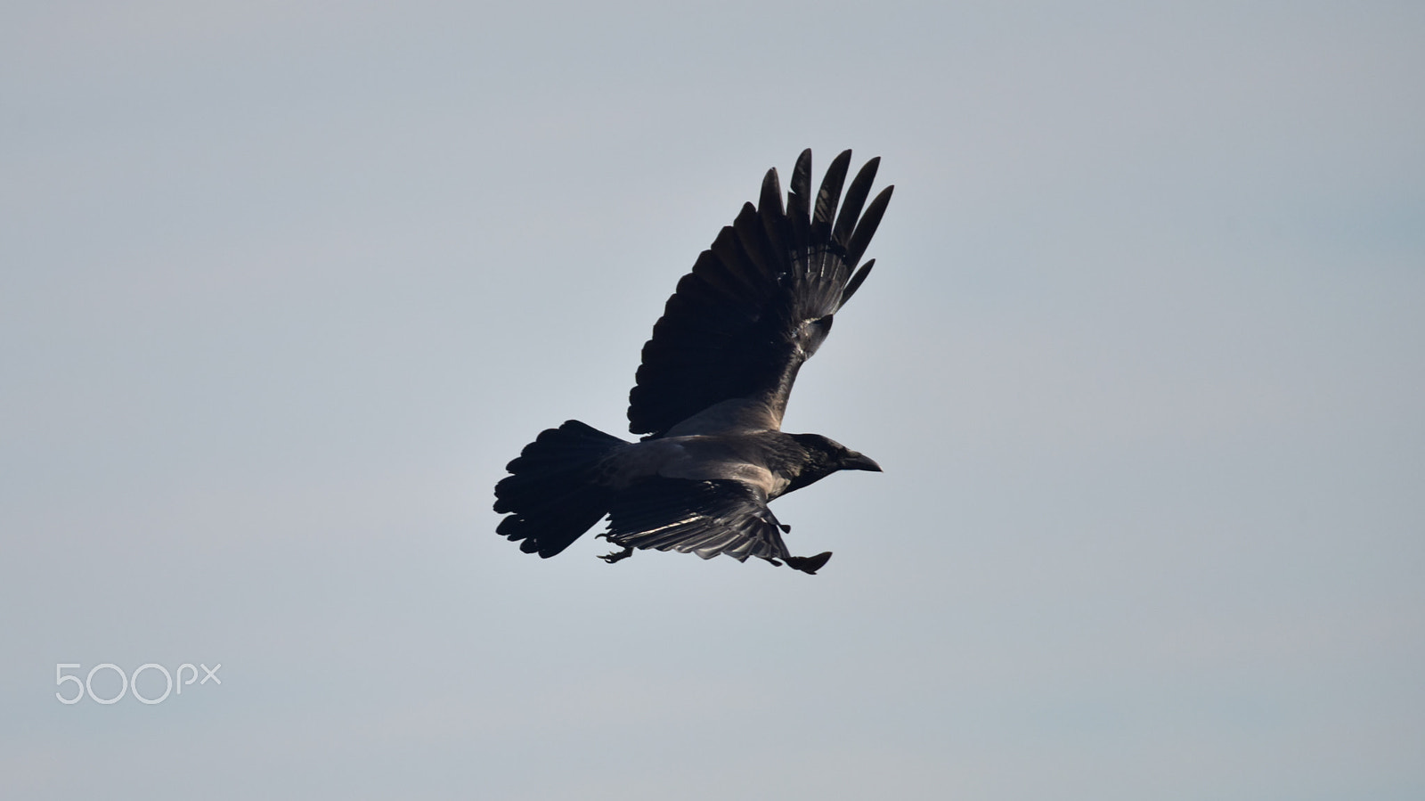 Sigma 150-500mm F5-6.3 DG OS HSM sample photo. Karga photography