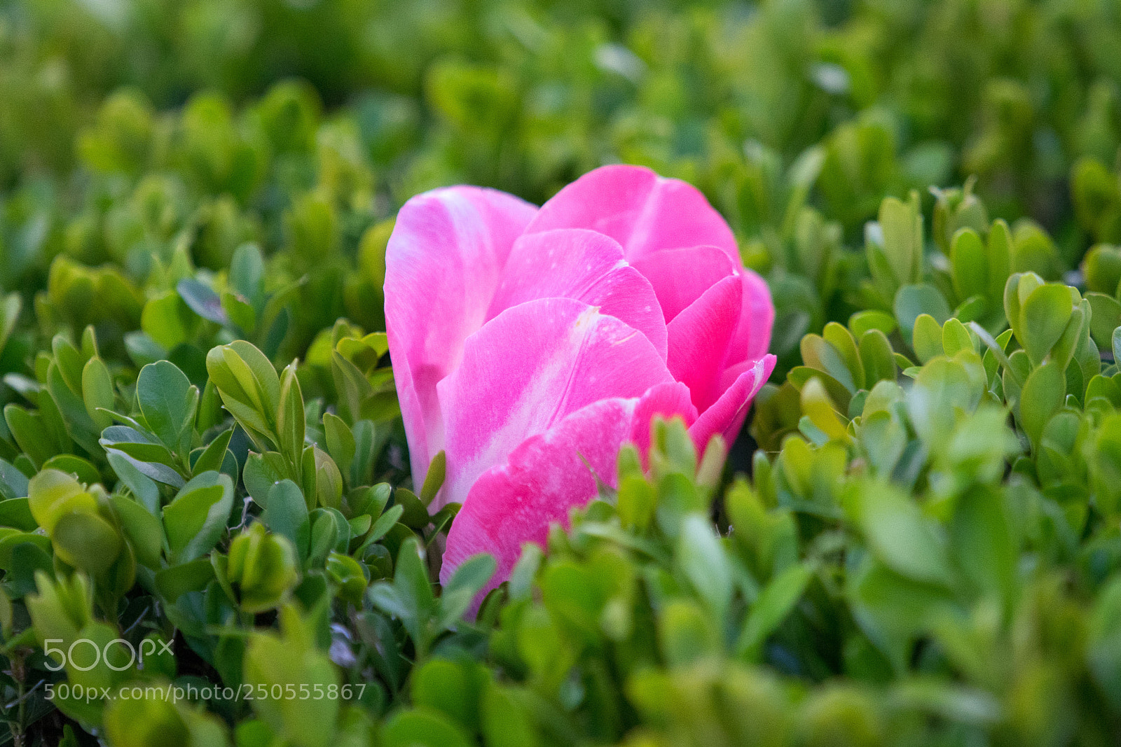 Sony a7 sample photo. Tulip #2 photography