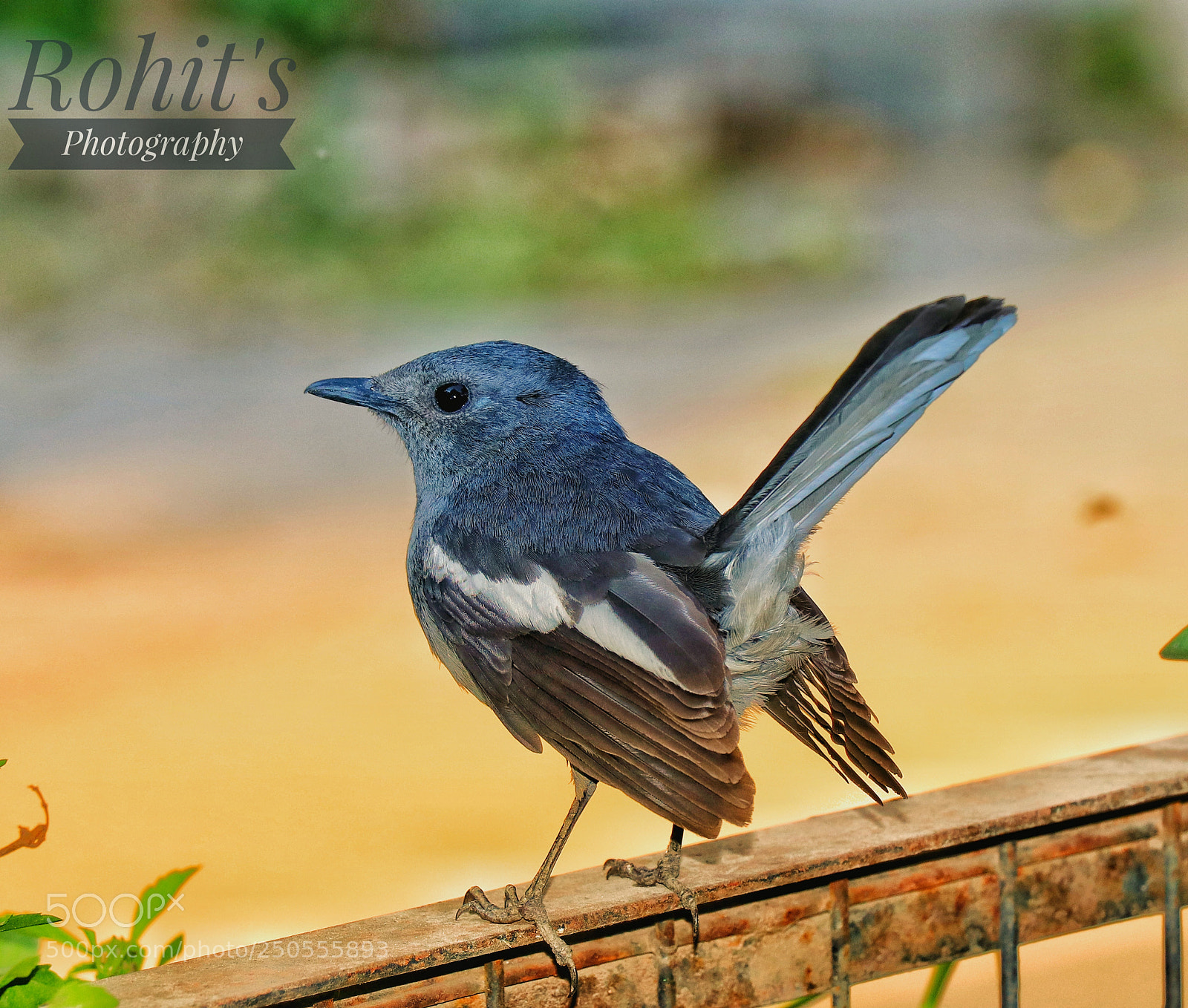 Canon EOS 80D sample photo. Untitled photography