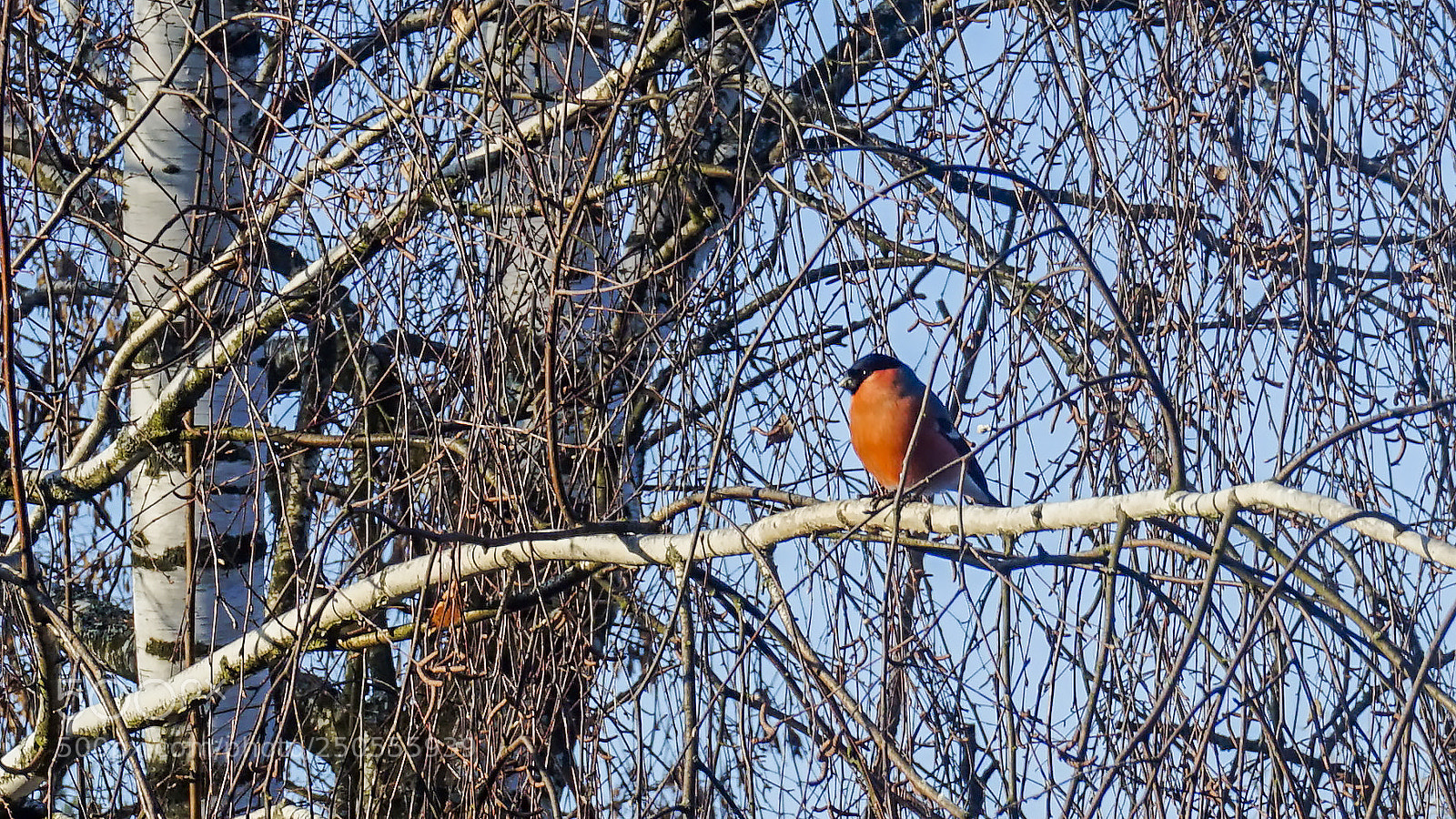 Sony Alpha a5000 (ILCE 5000) sample photo. Bullfinch photography