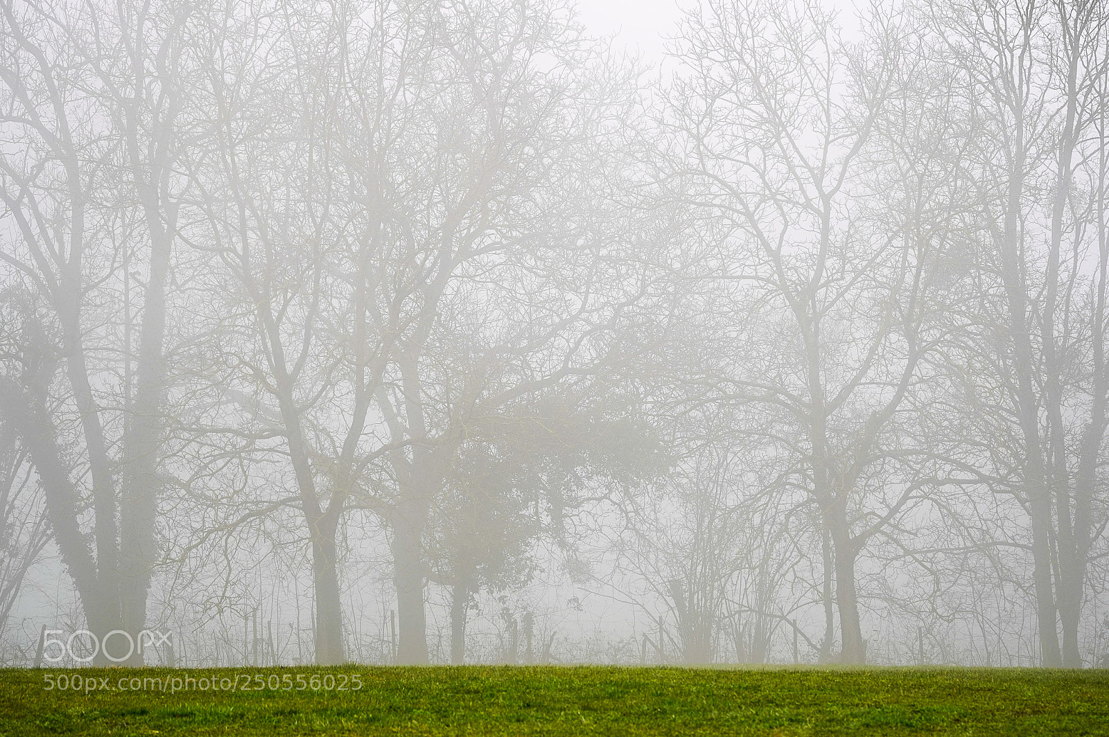 Sony a7R III sample photo. Green gray day photography