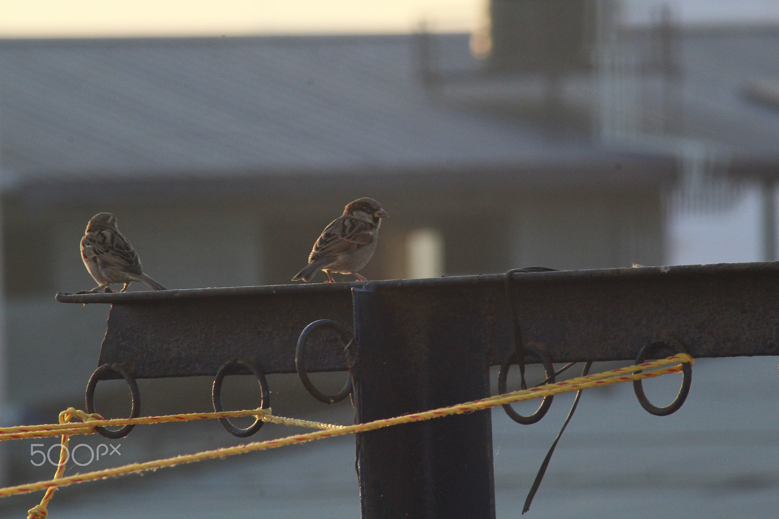 Canon EOS 1300D (EOS Rebel T6 / EOS Kiss X80) sample photo. Sparrow photography