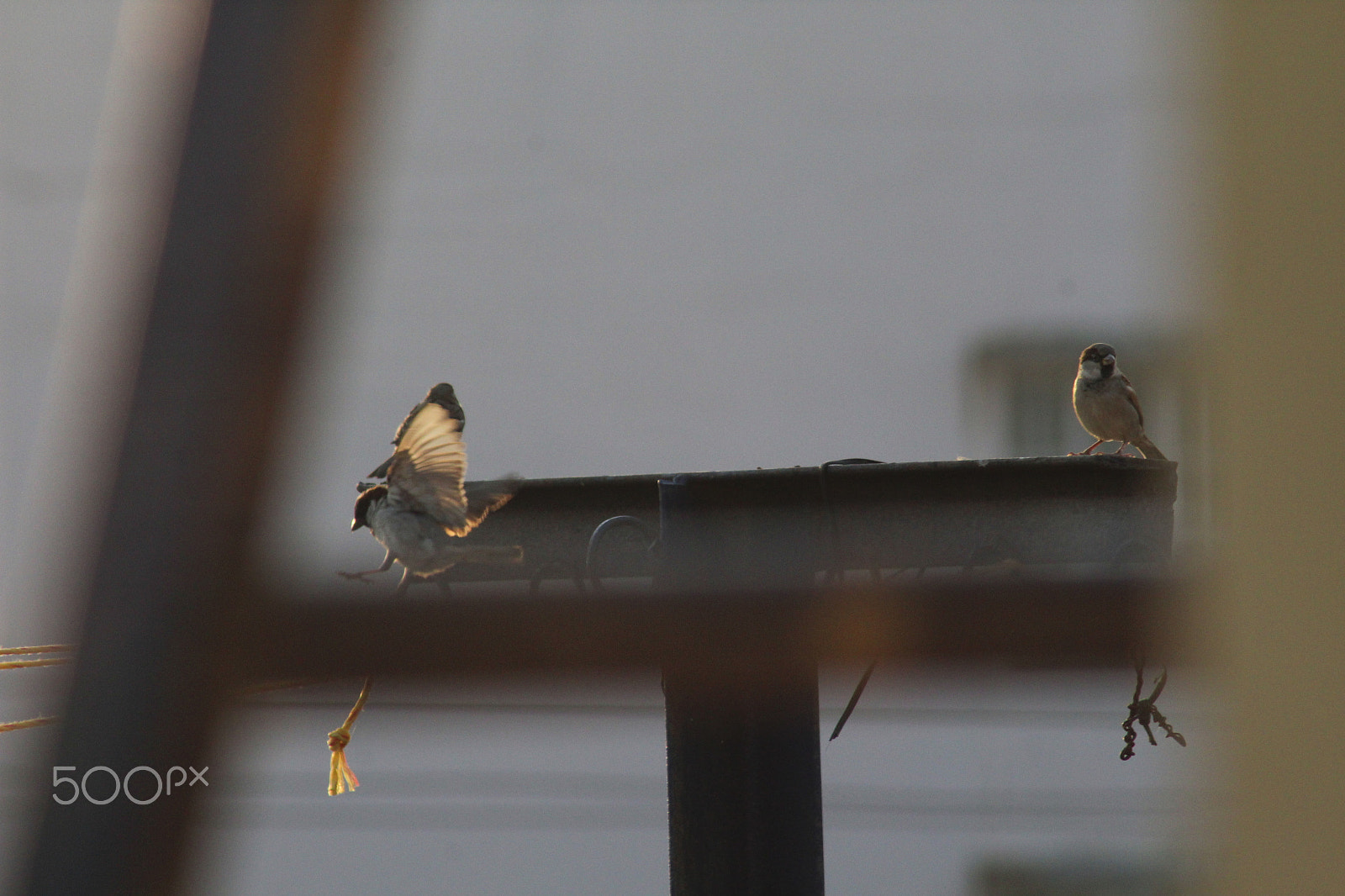 Canon EOS 1300D (EOS Rebel T6 / EOS Kiss X80) sample photo. Sparrow photography