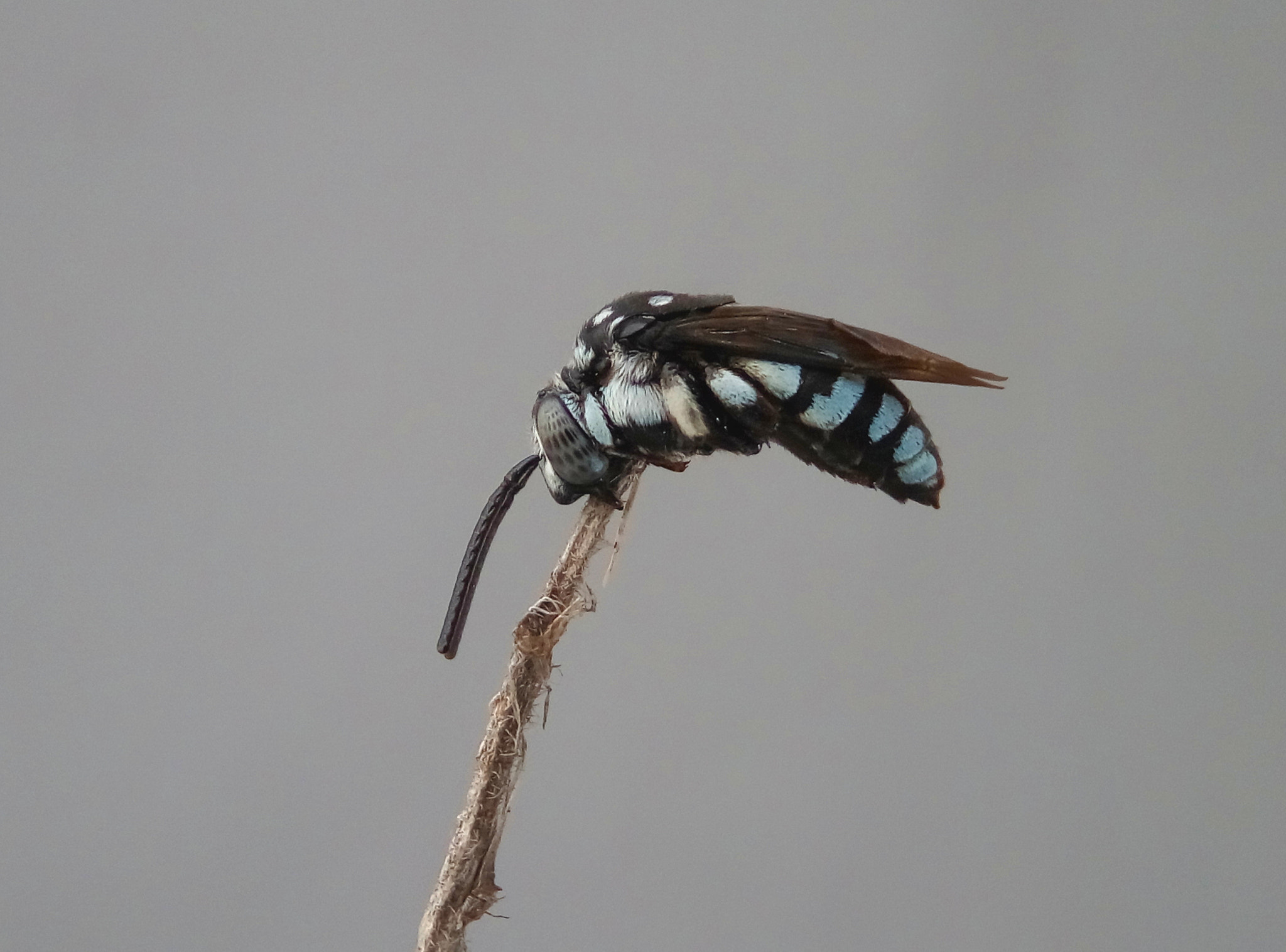 Meizu m2 sample photo. Neon chuckoo bee photography