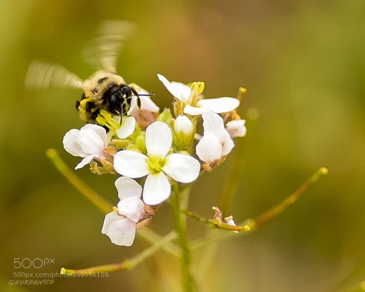 Nikon D5300 sample photo. Hello friends photography