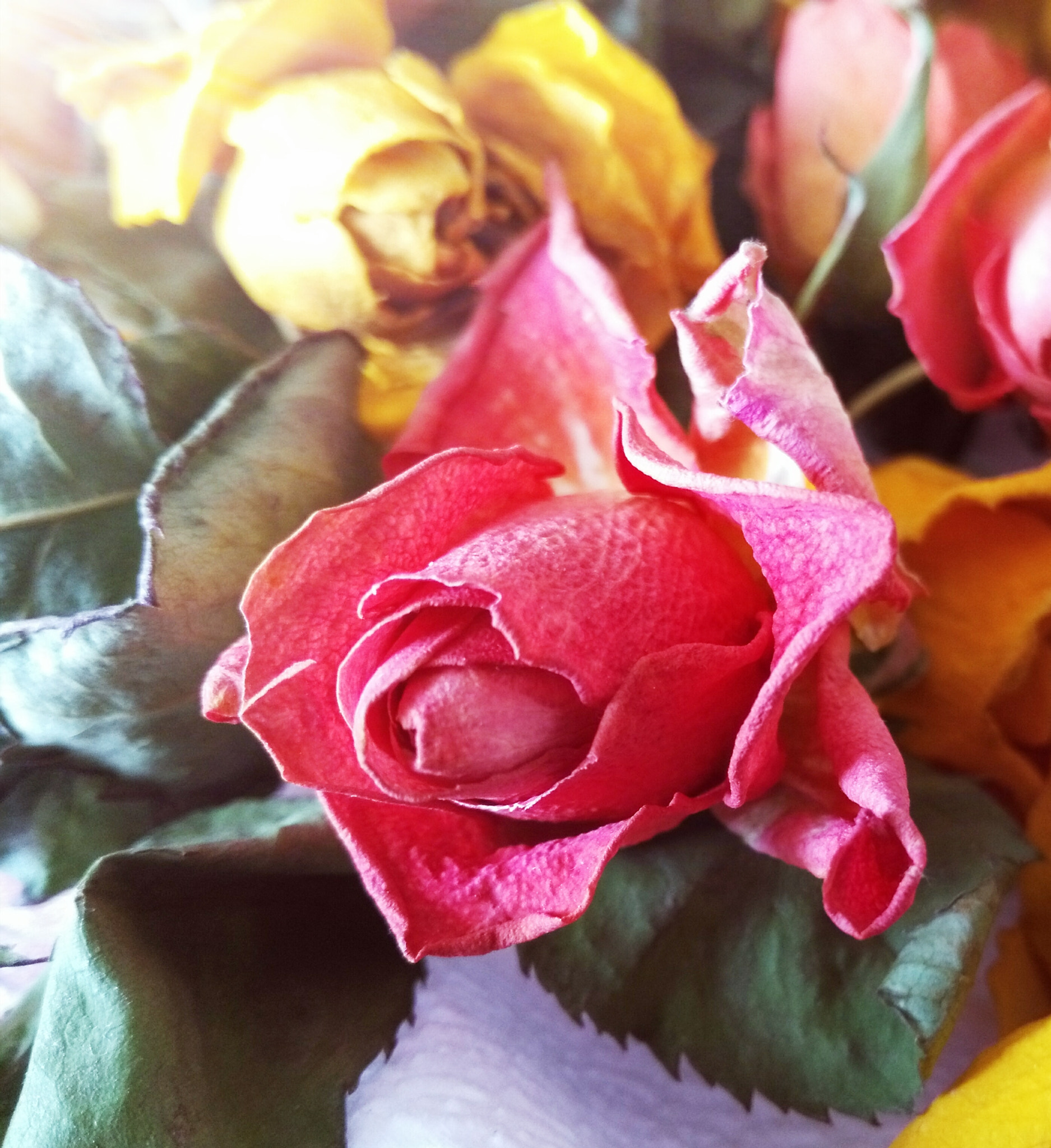 HUAWEI Honor 5X sample photo. Untitled photography