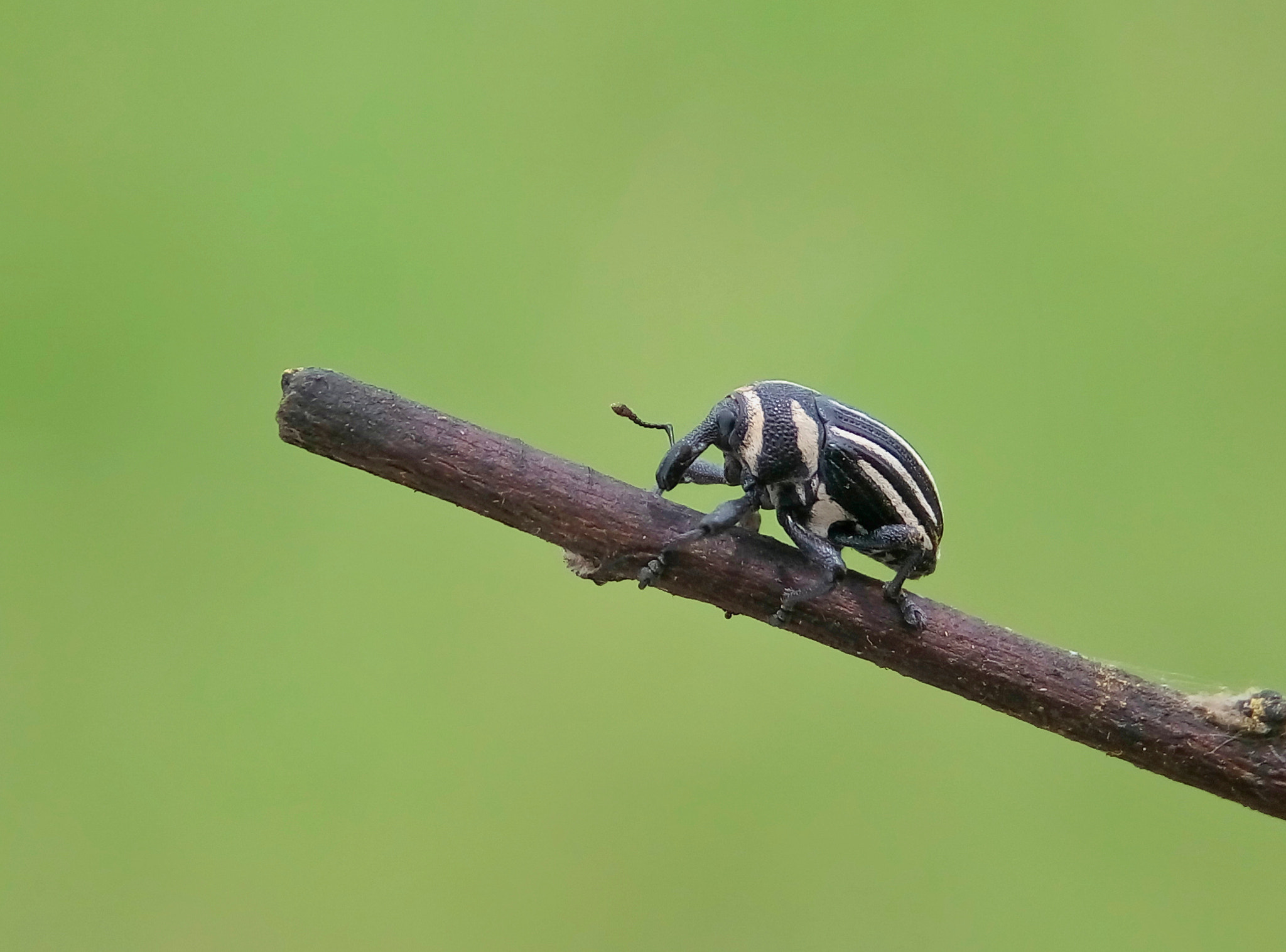 Meizu m2 sample photo. Weevil photography