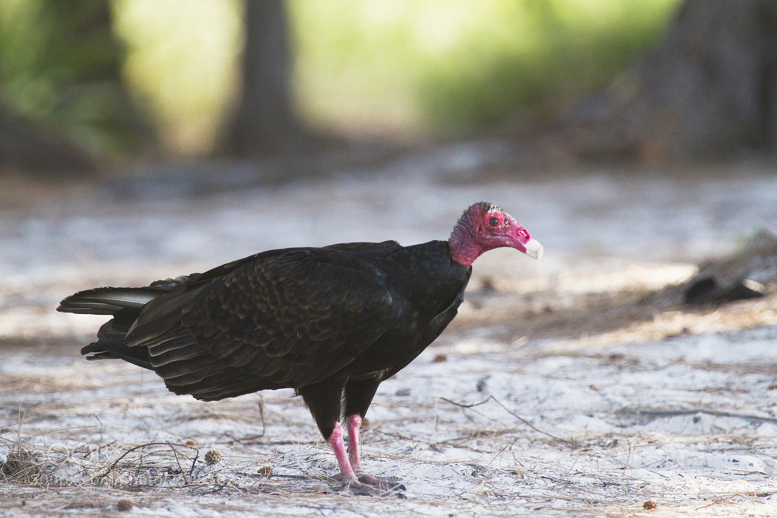 Canon EOS 7D sample photo. Cathartes aura photography