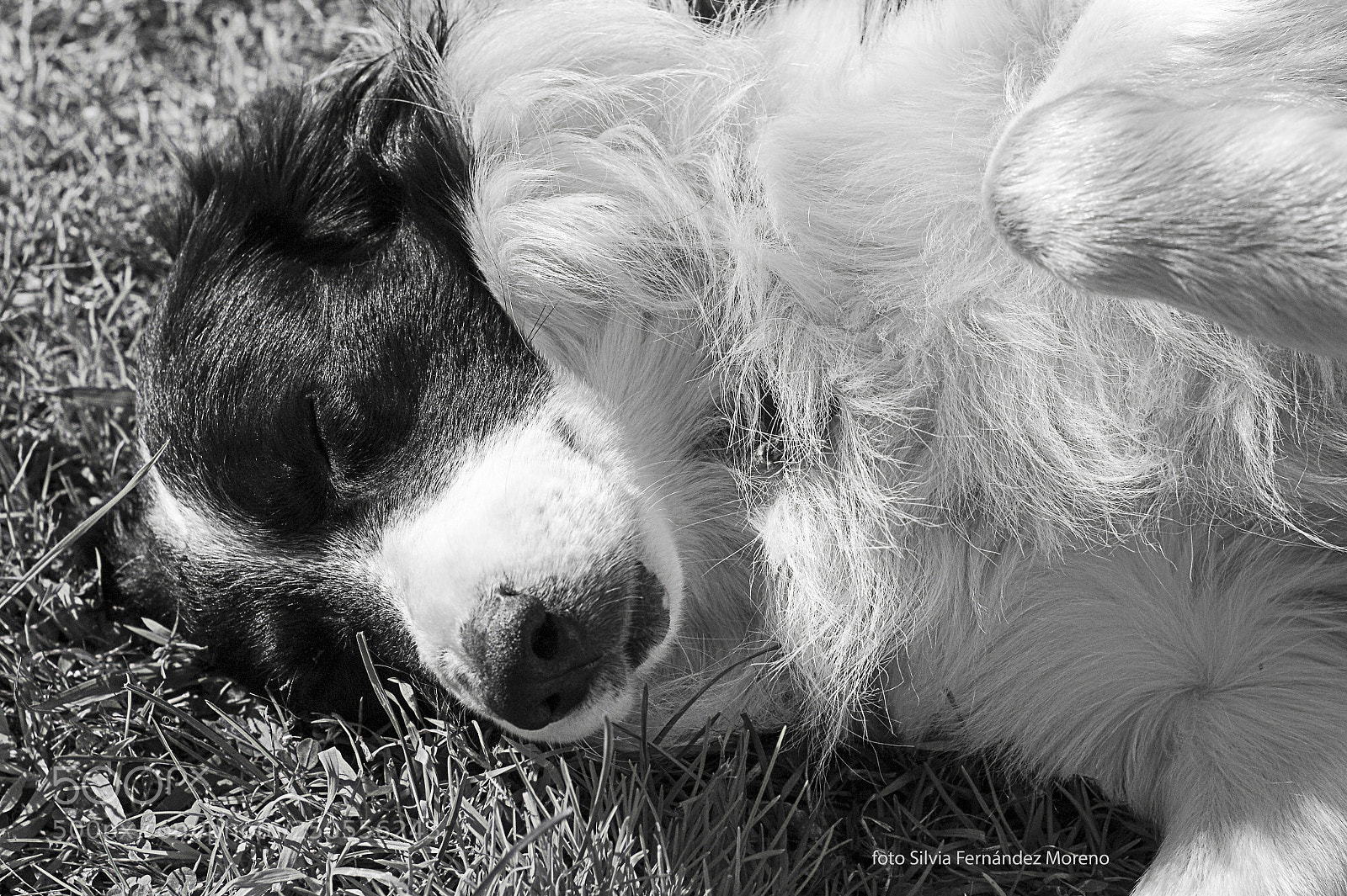Sony Alpha DSLR-A350 sample photo. Border collie photography