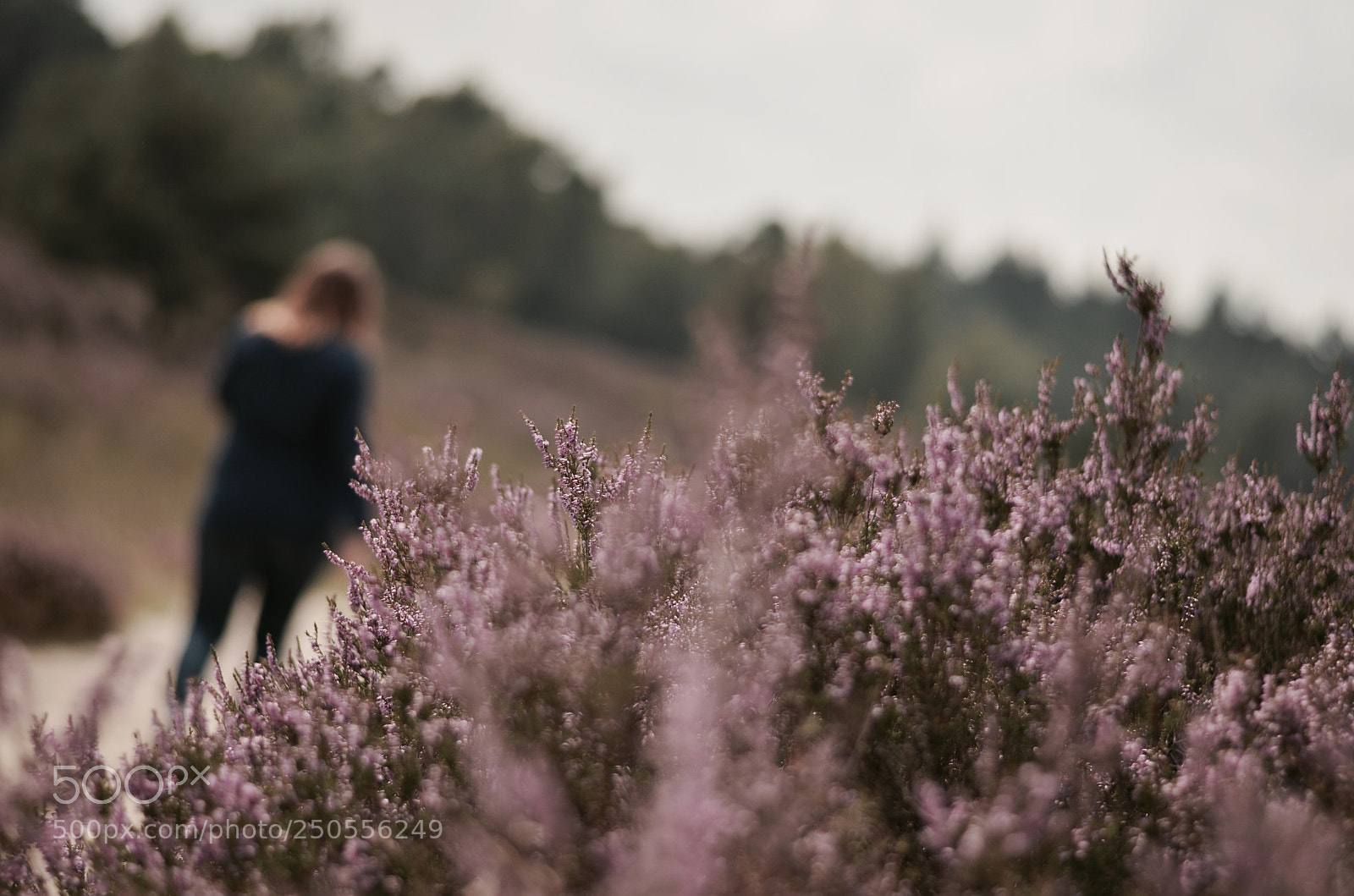 Nikon D5100 sample photo. Flowers and sunshine are photography