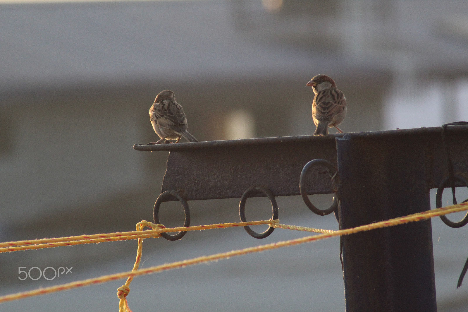 Canon EOS 1300D (EOS Rebel T6 / EOS Kiss X80) sample photo. Sparrow photography